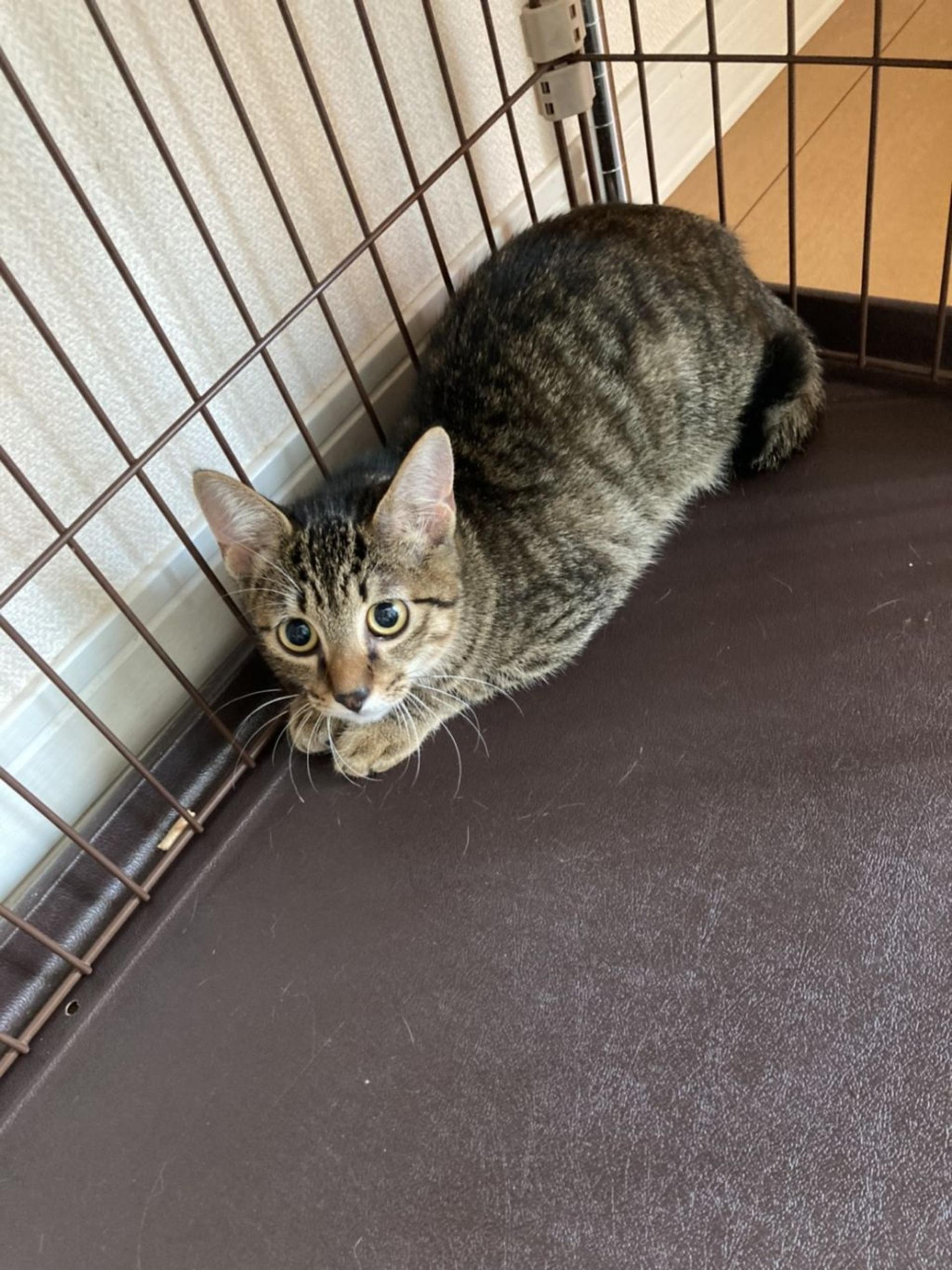 pet-image-3