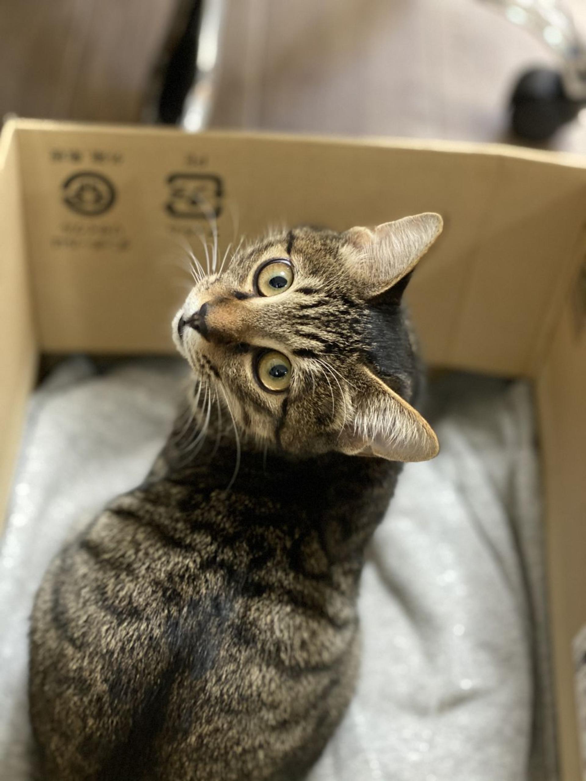 pet-image-4