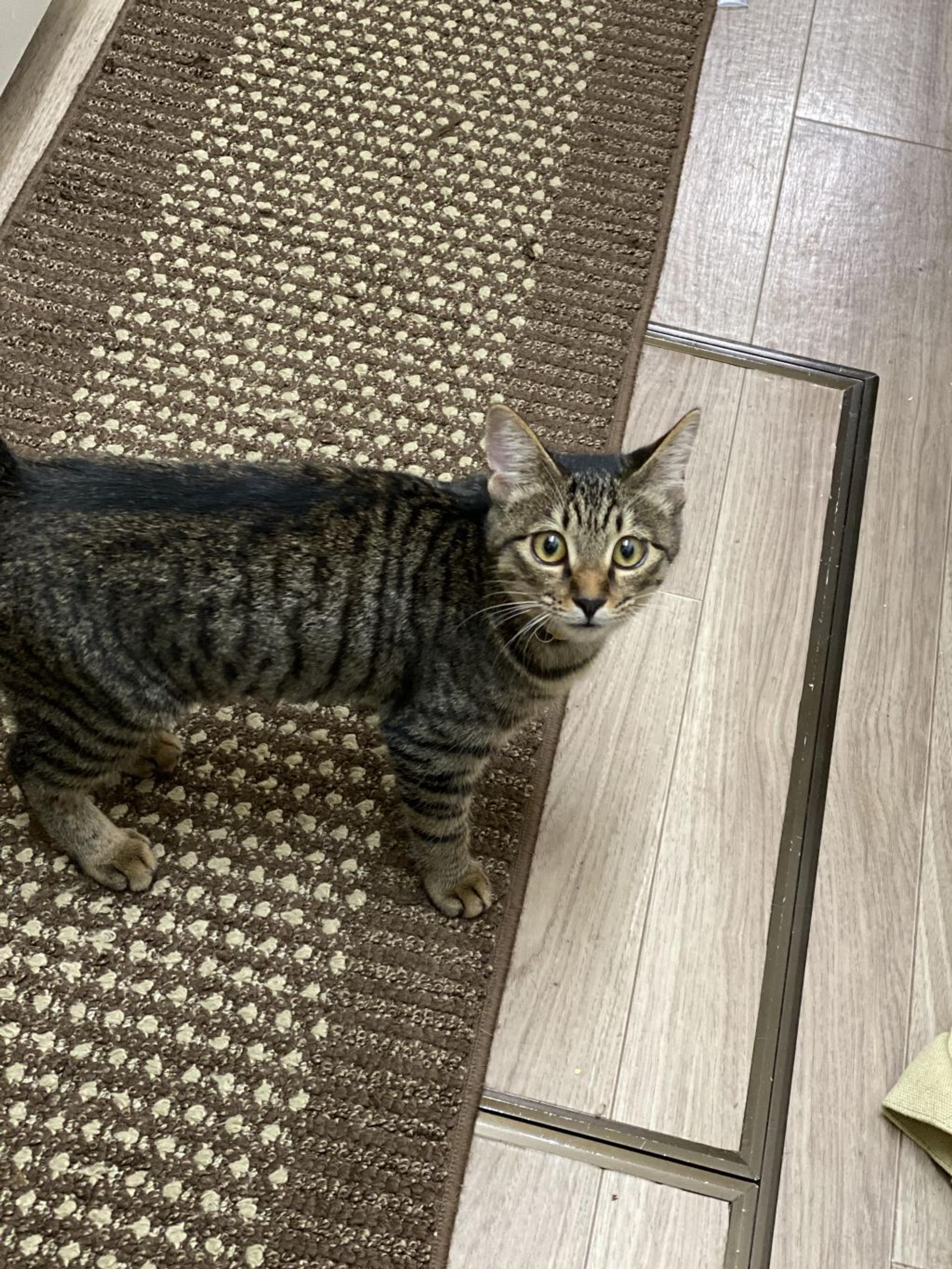 pet-image-5