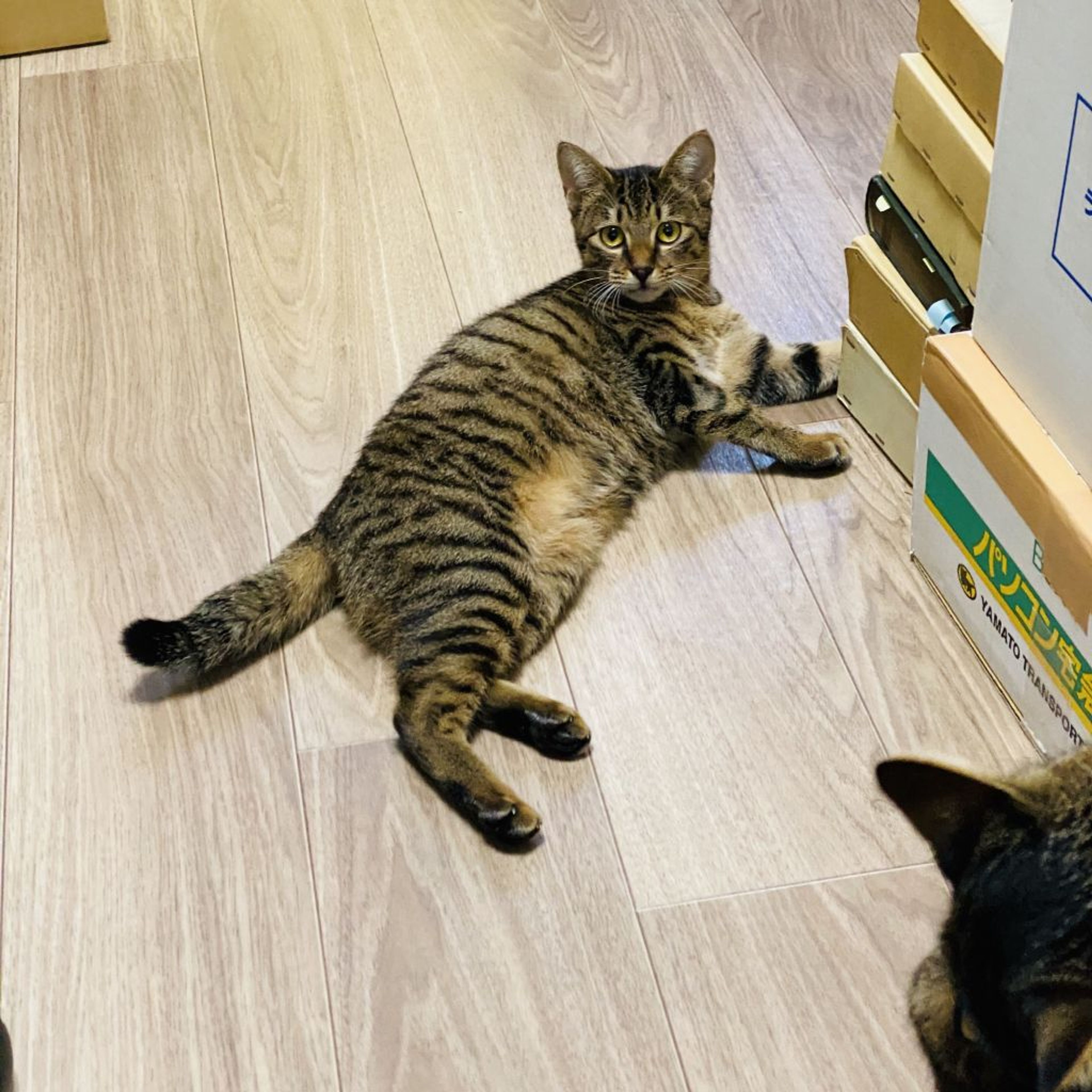 pet-image-6