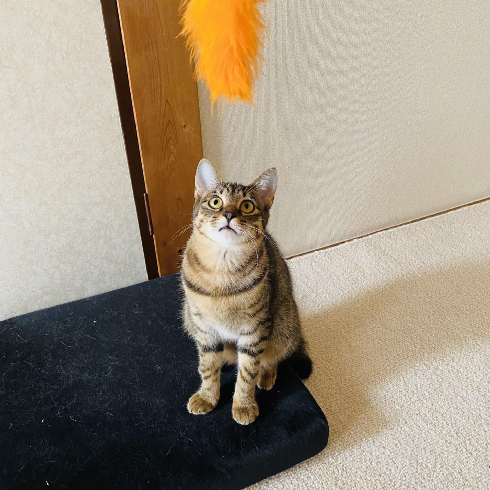 pet-image-8