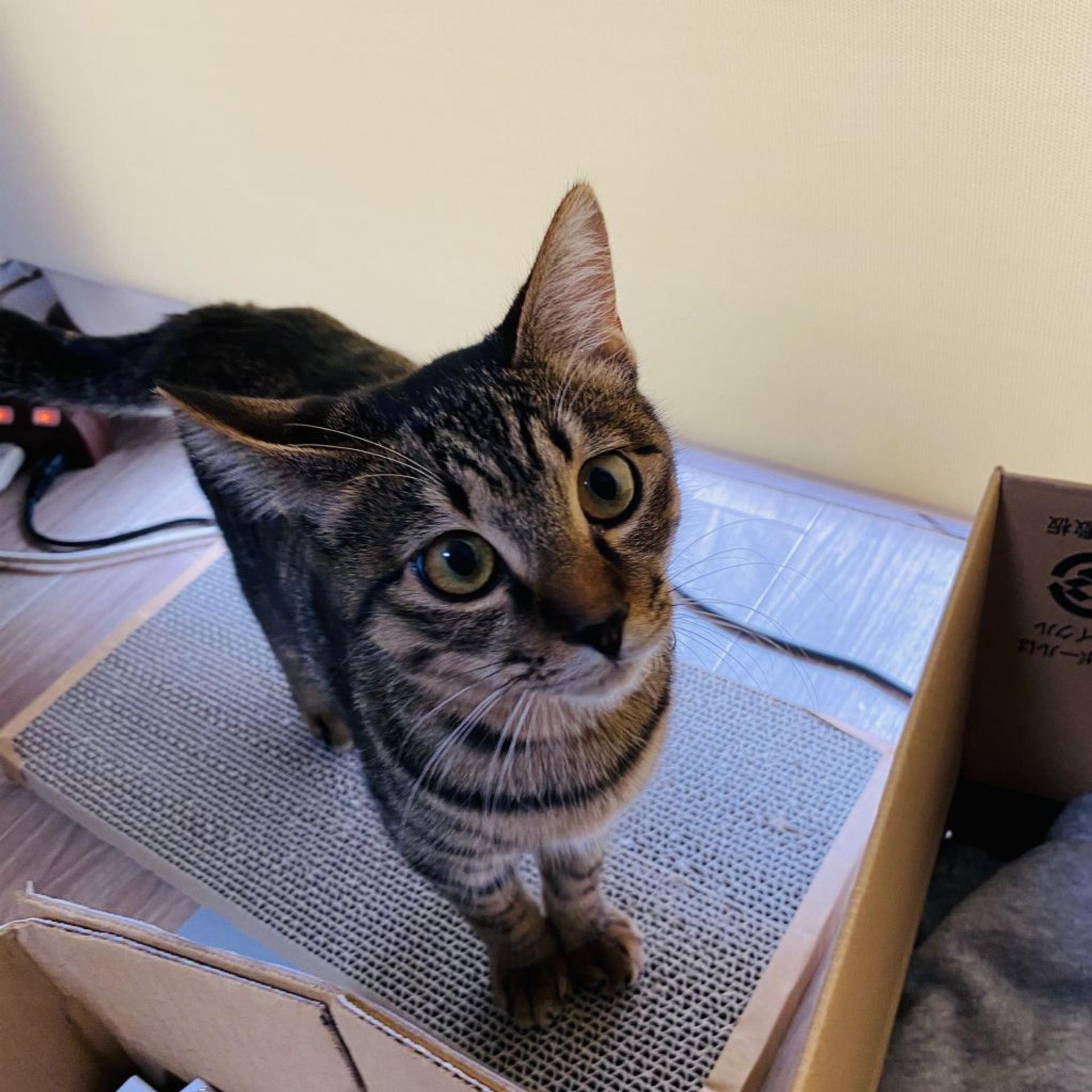 pet-image-9