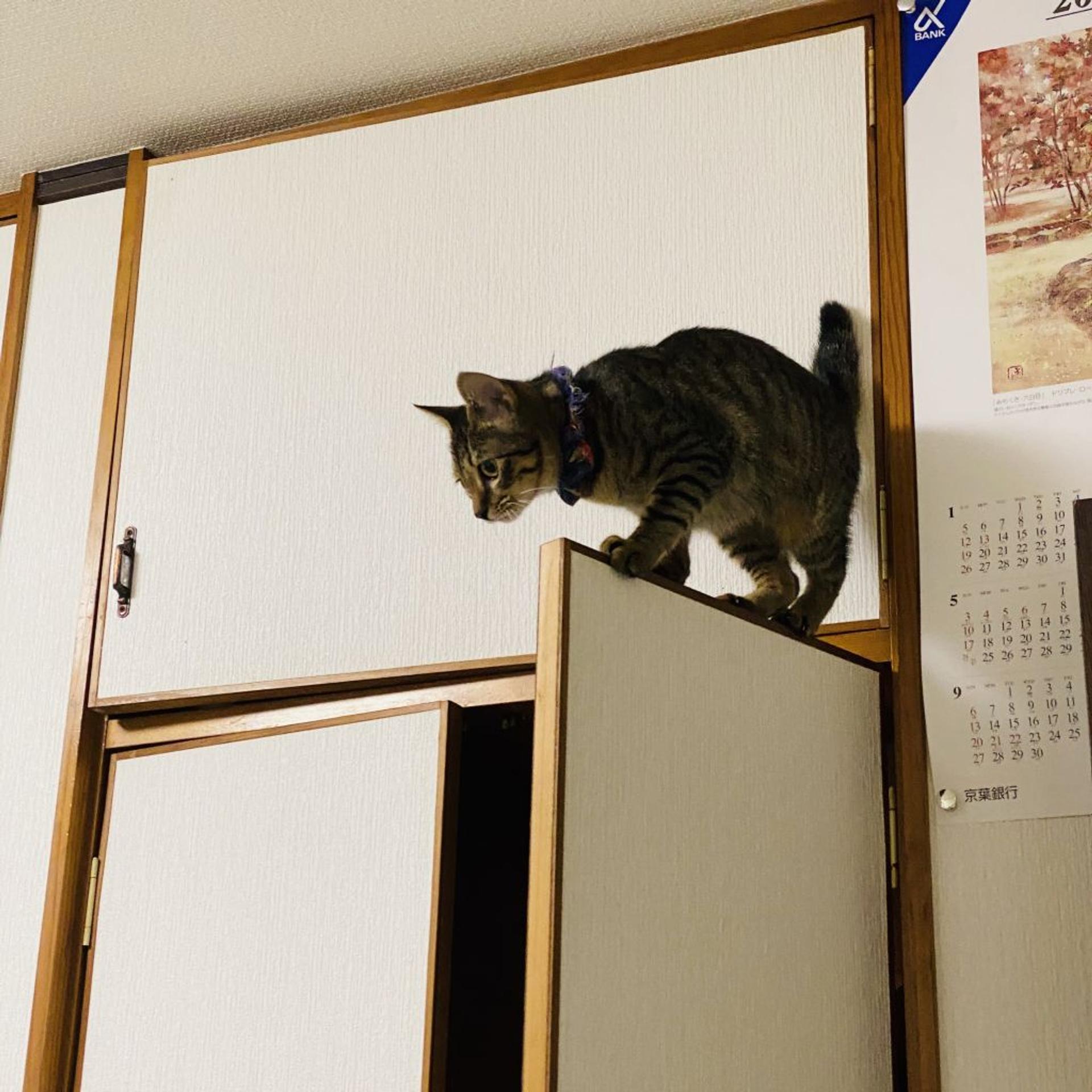 pet-image-10