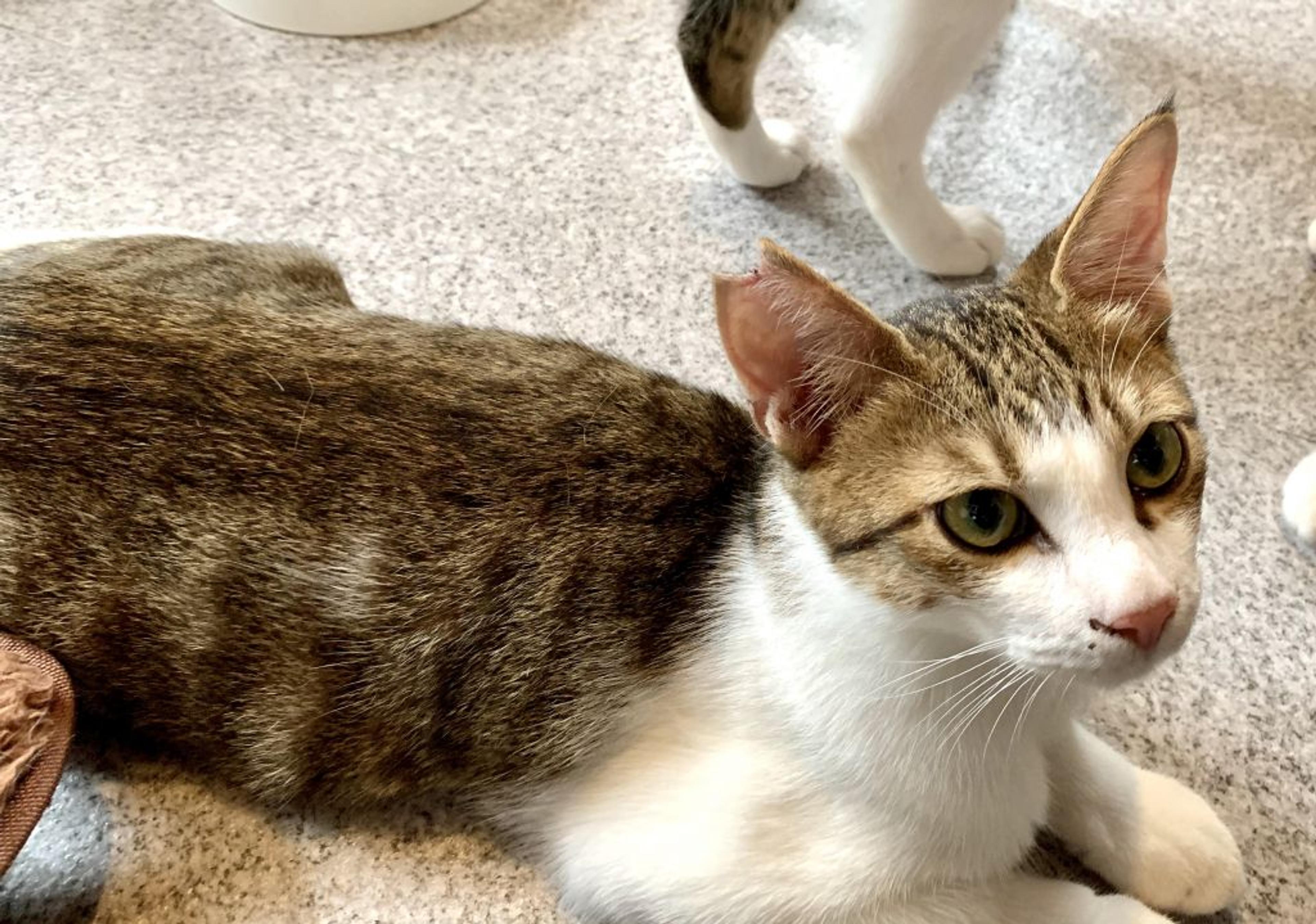 pet-image-3