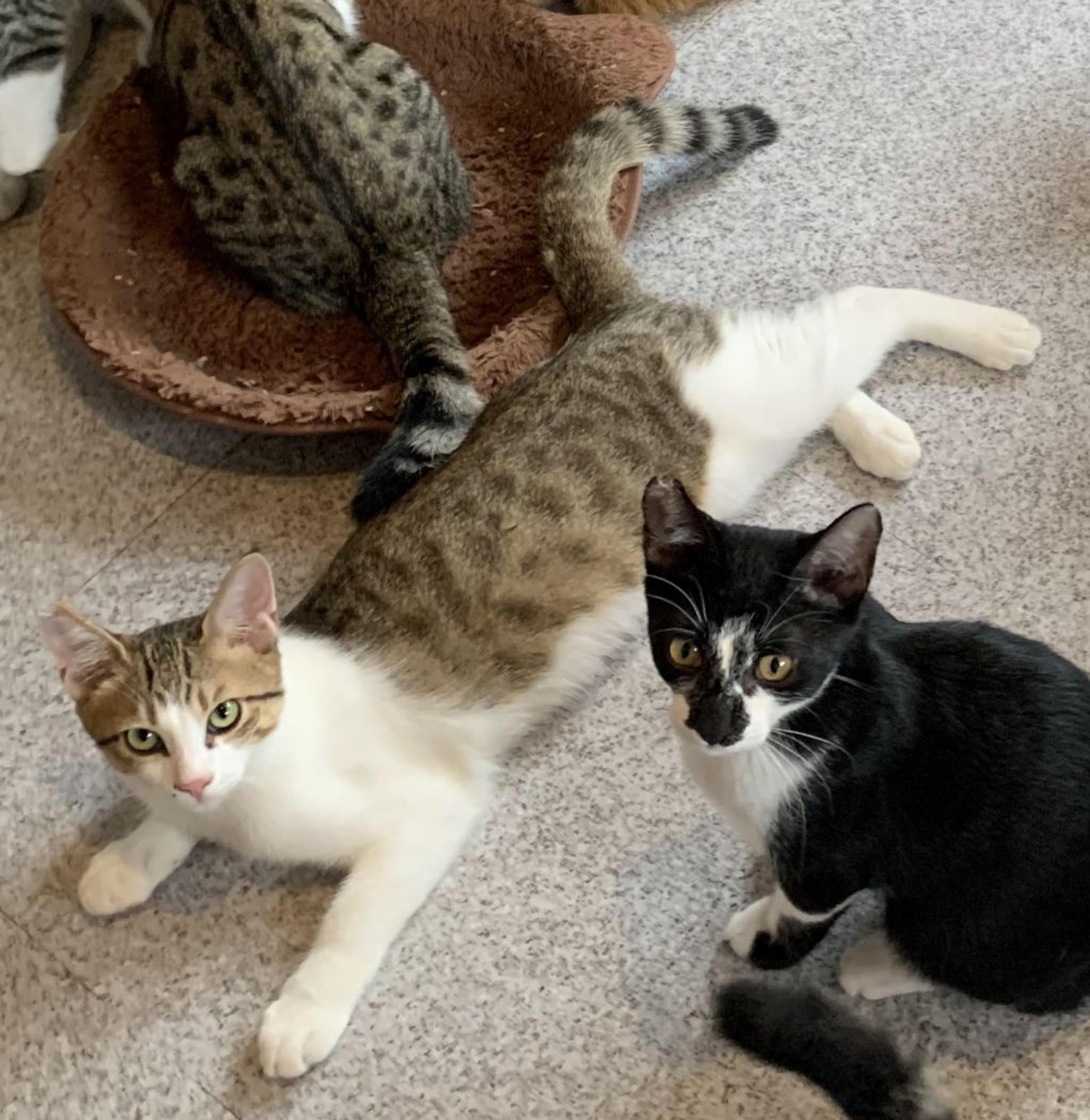 pet-image-4