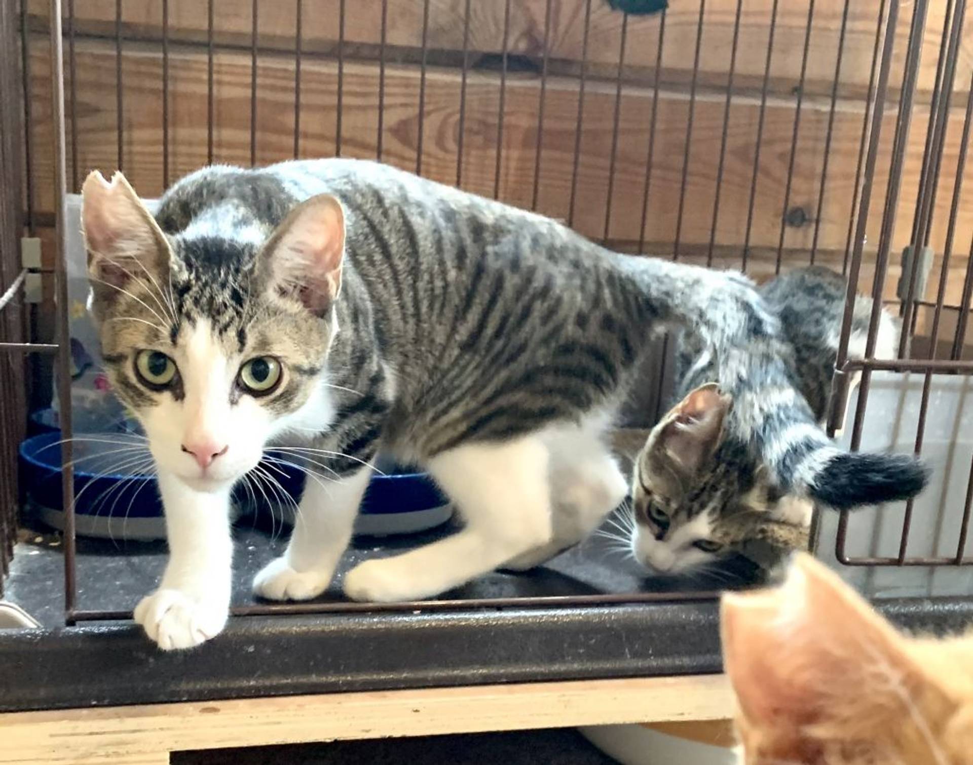 日本猫・オスの里親募集の写真