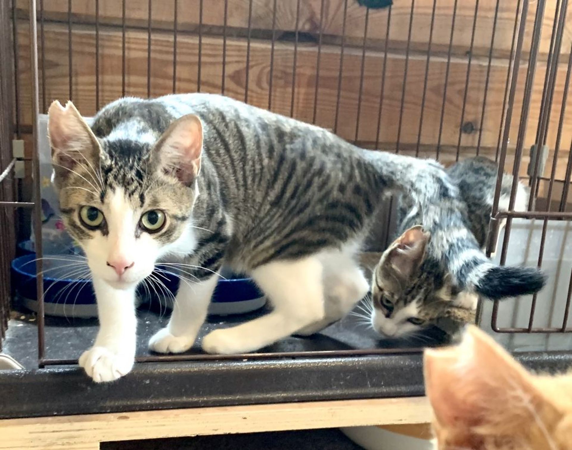 日本猫・オスの里親募集の写真