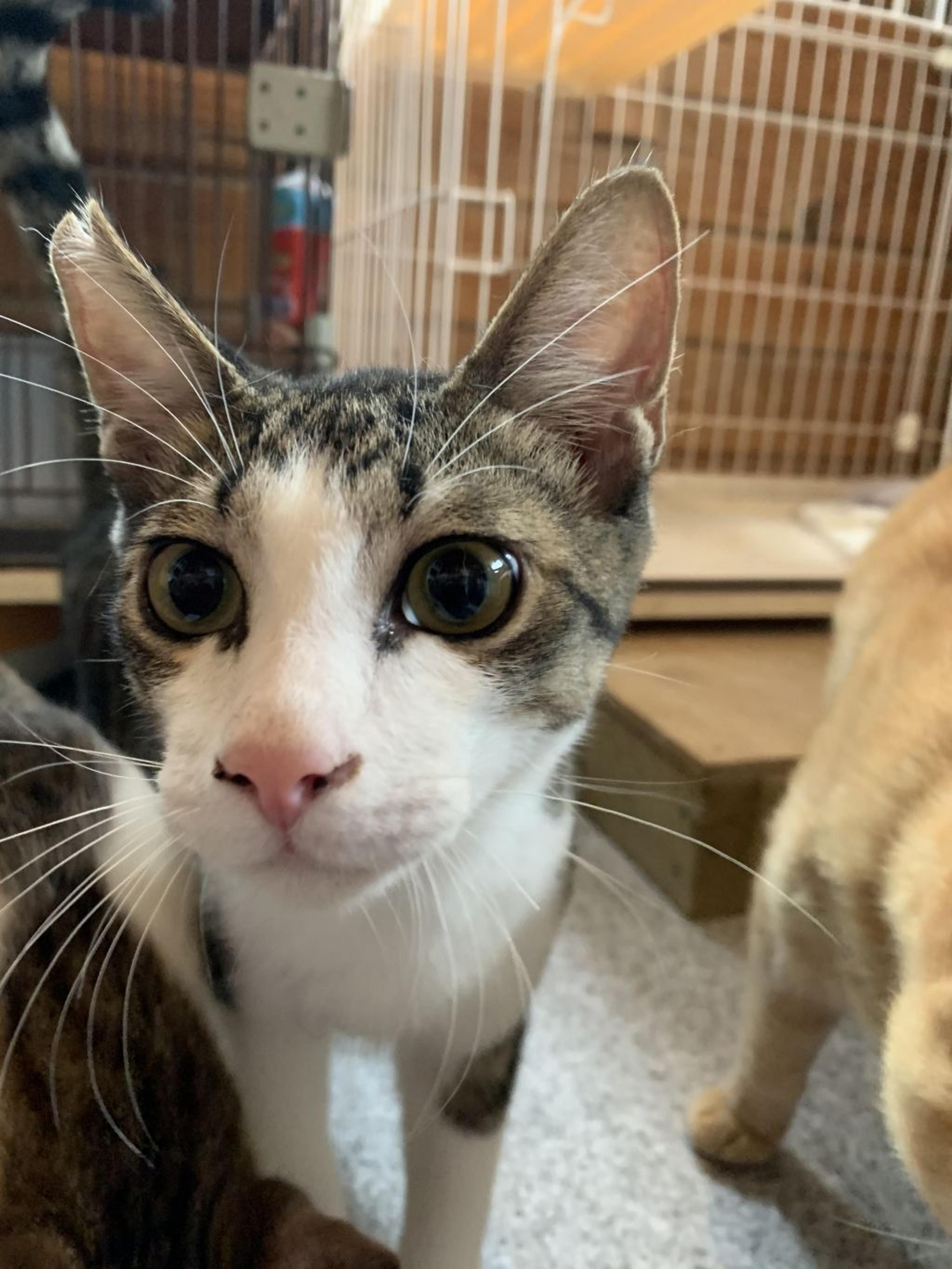 pet-image-2
