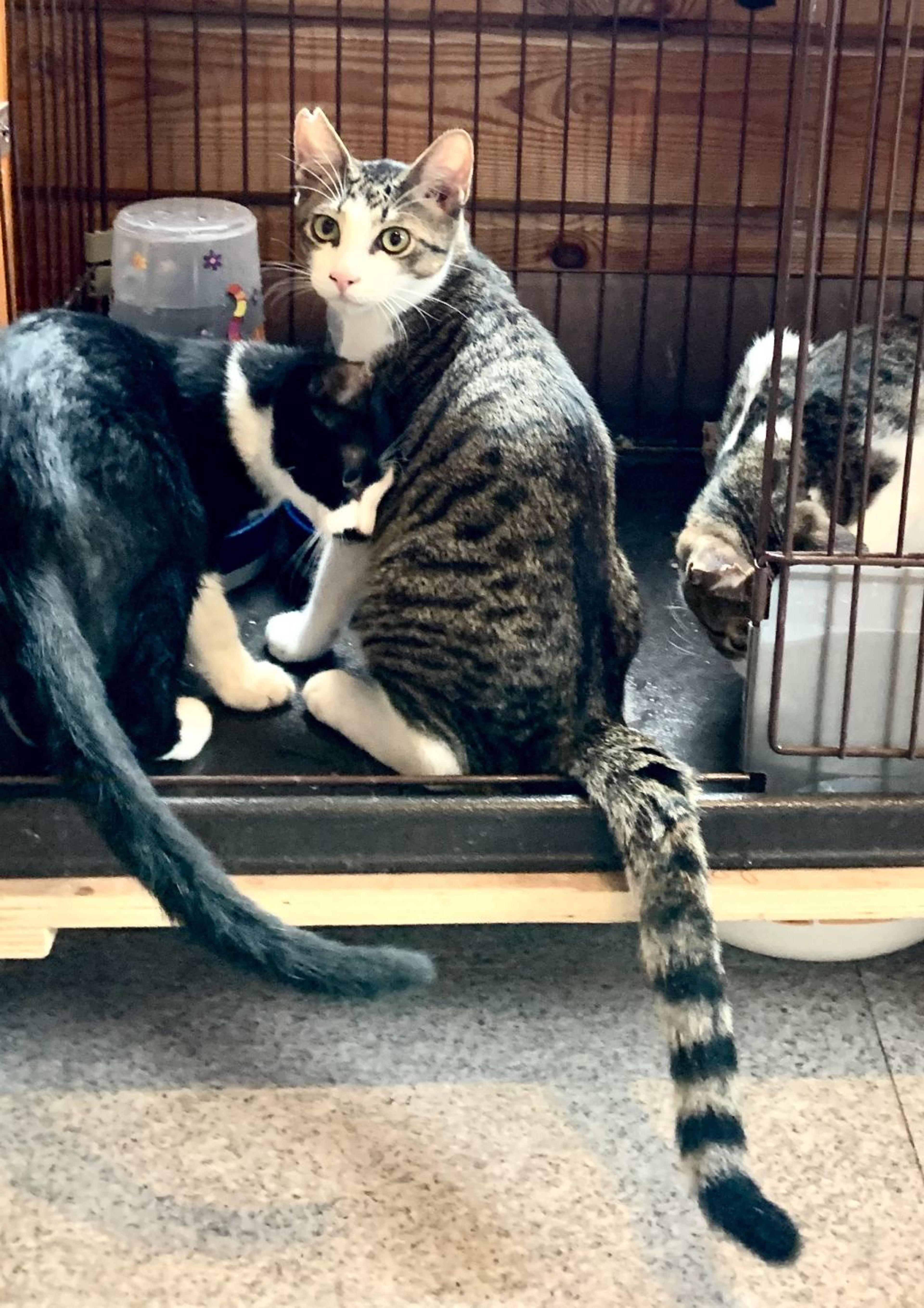 pet-image-3