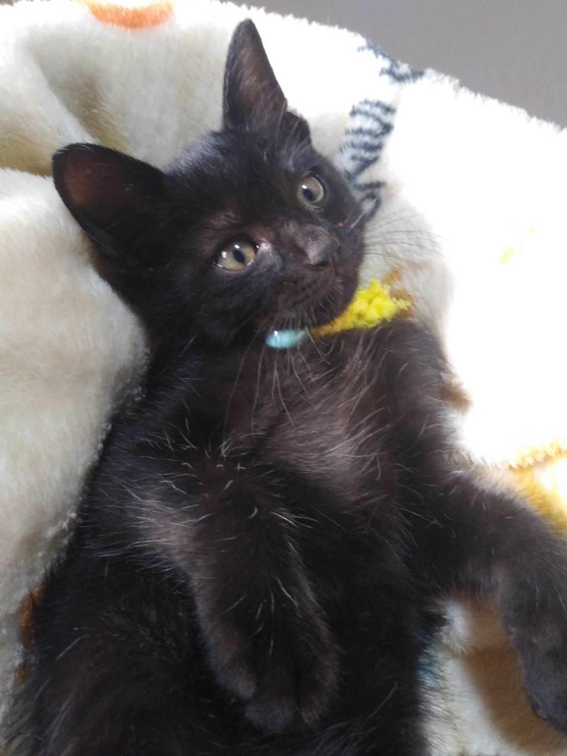 pet-image-2