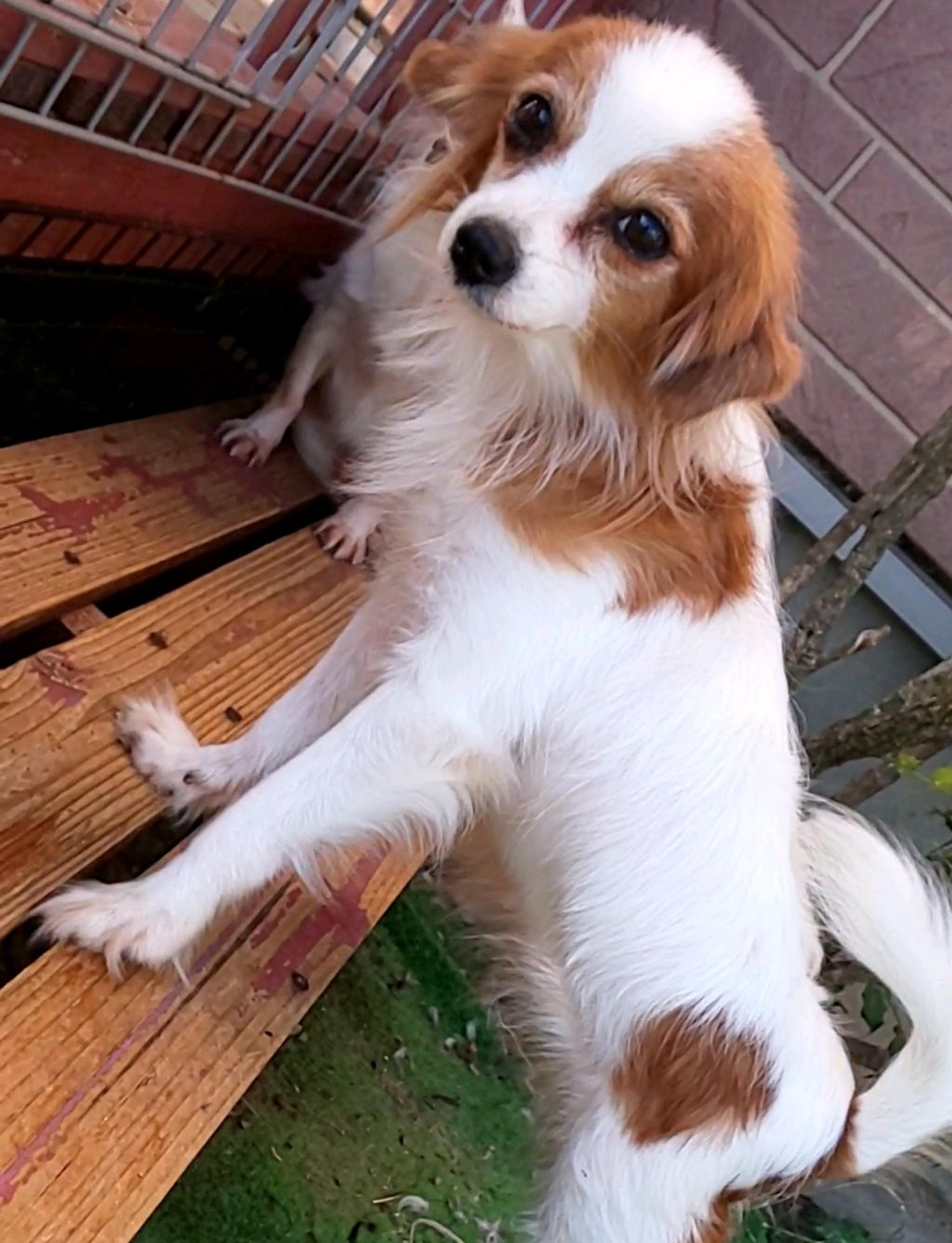 pet-image-2