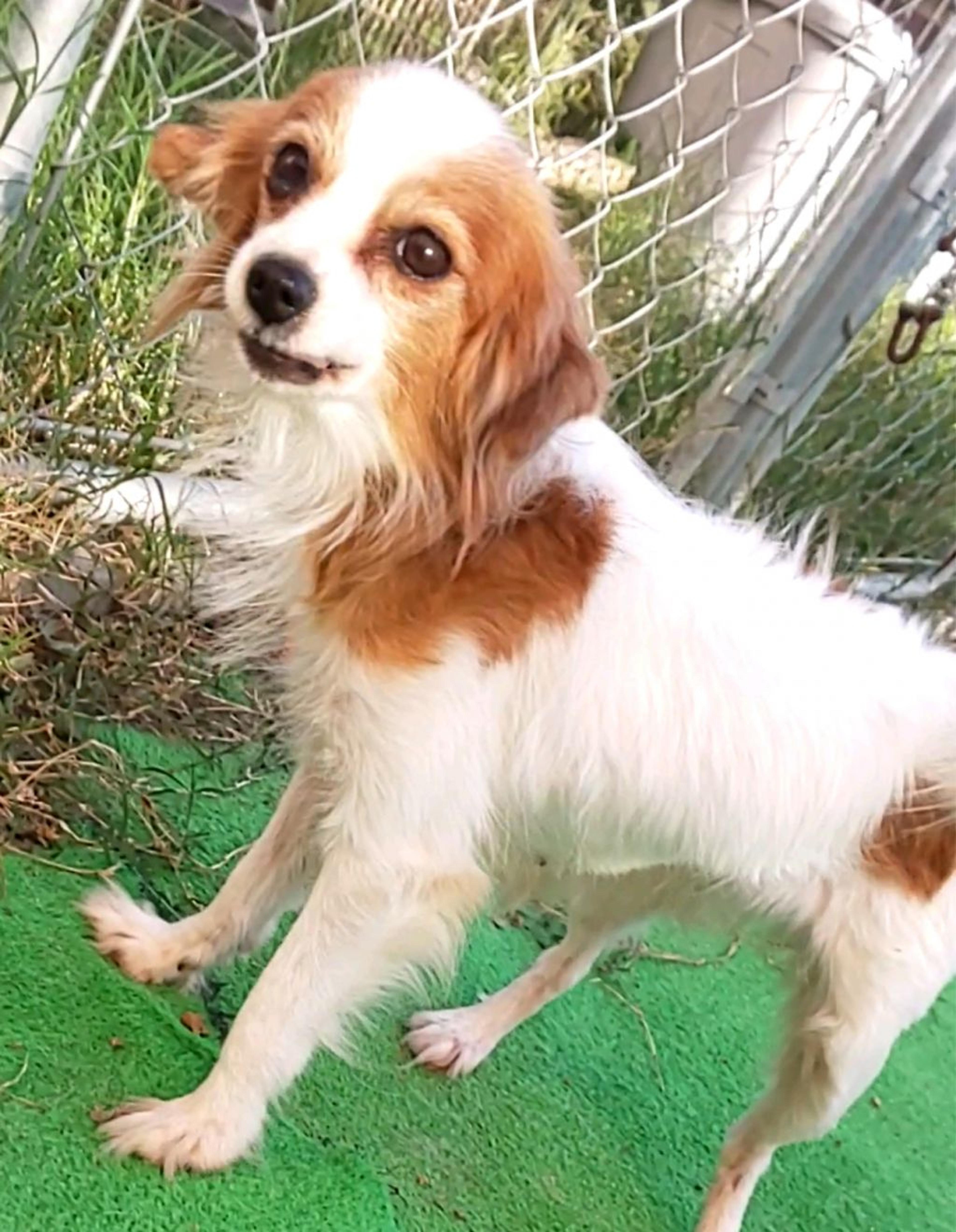 pet-image-3