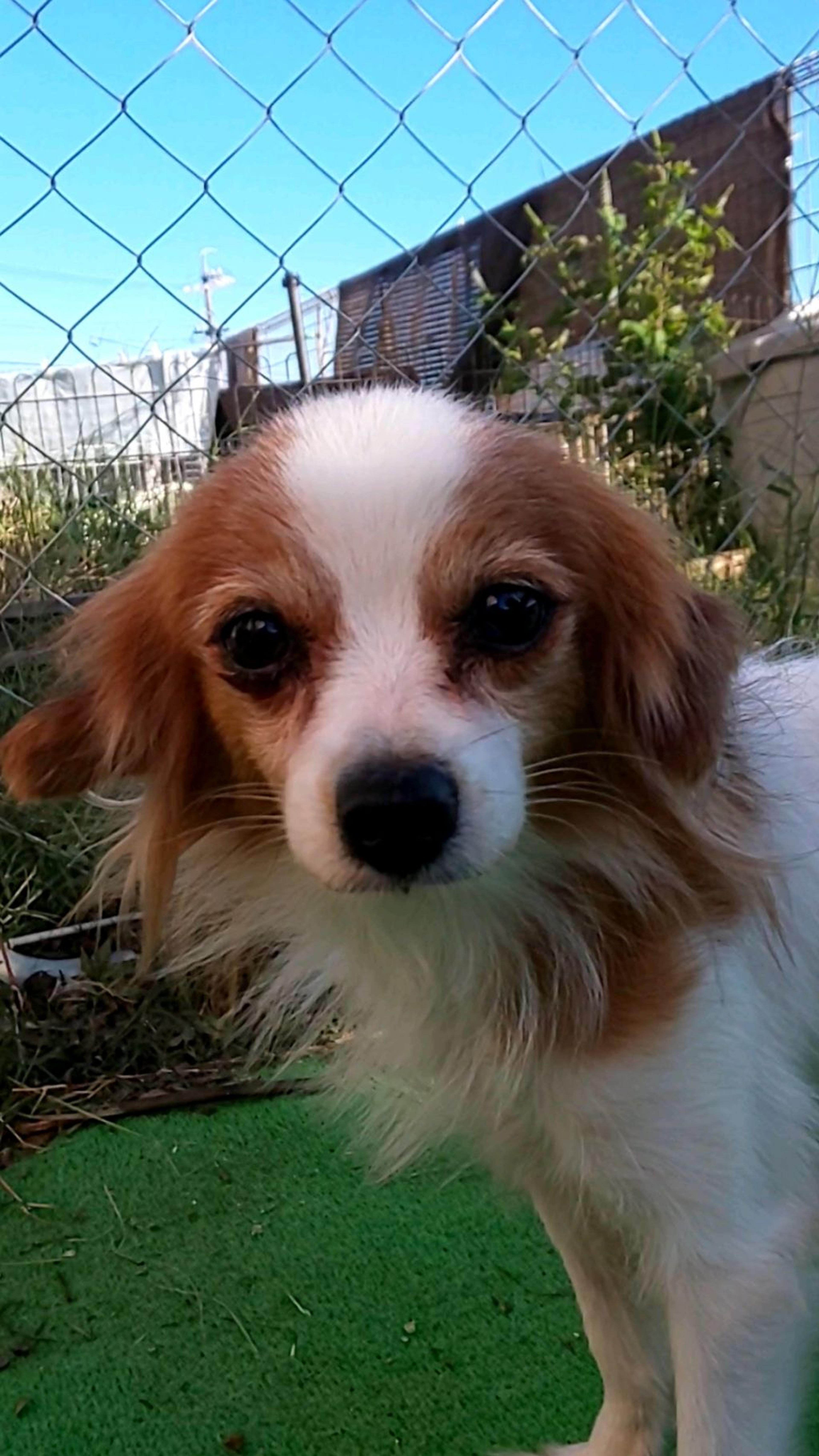 pet-image-4