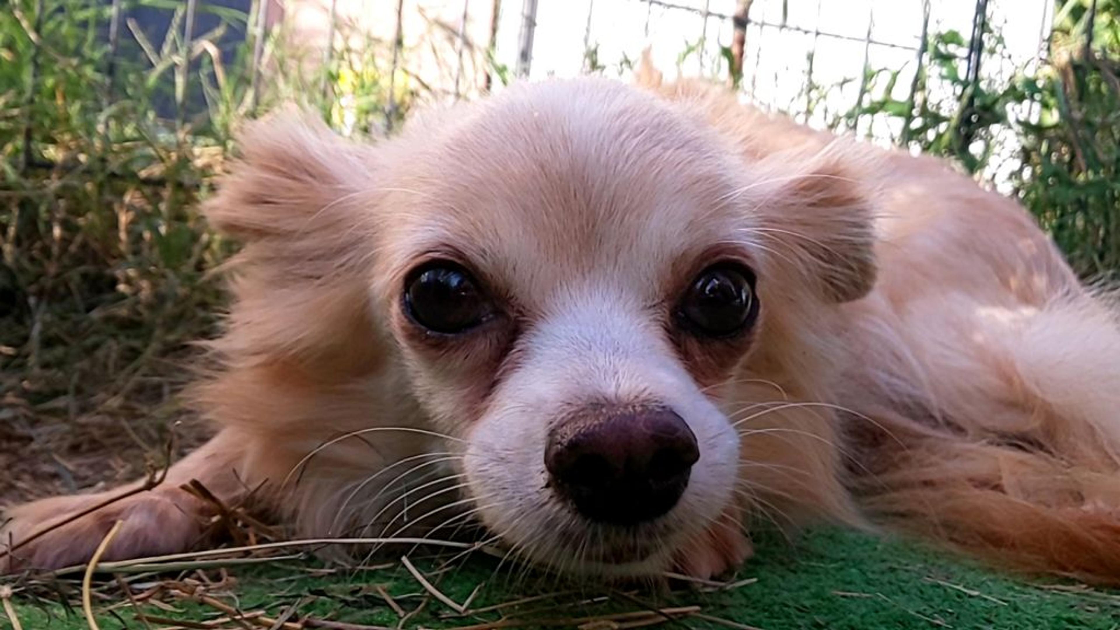 pet-image-2