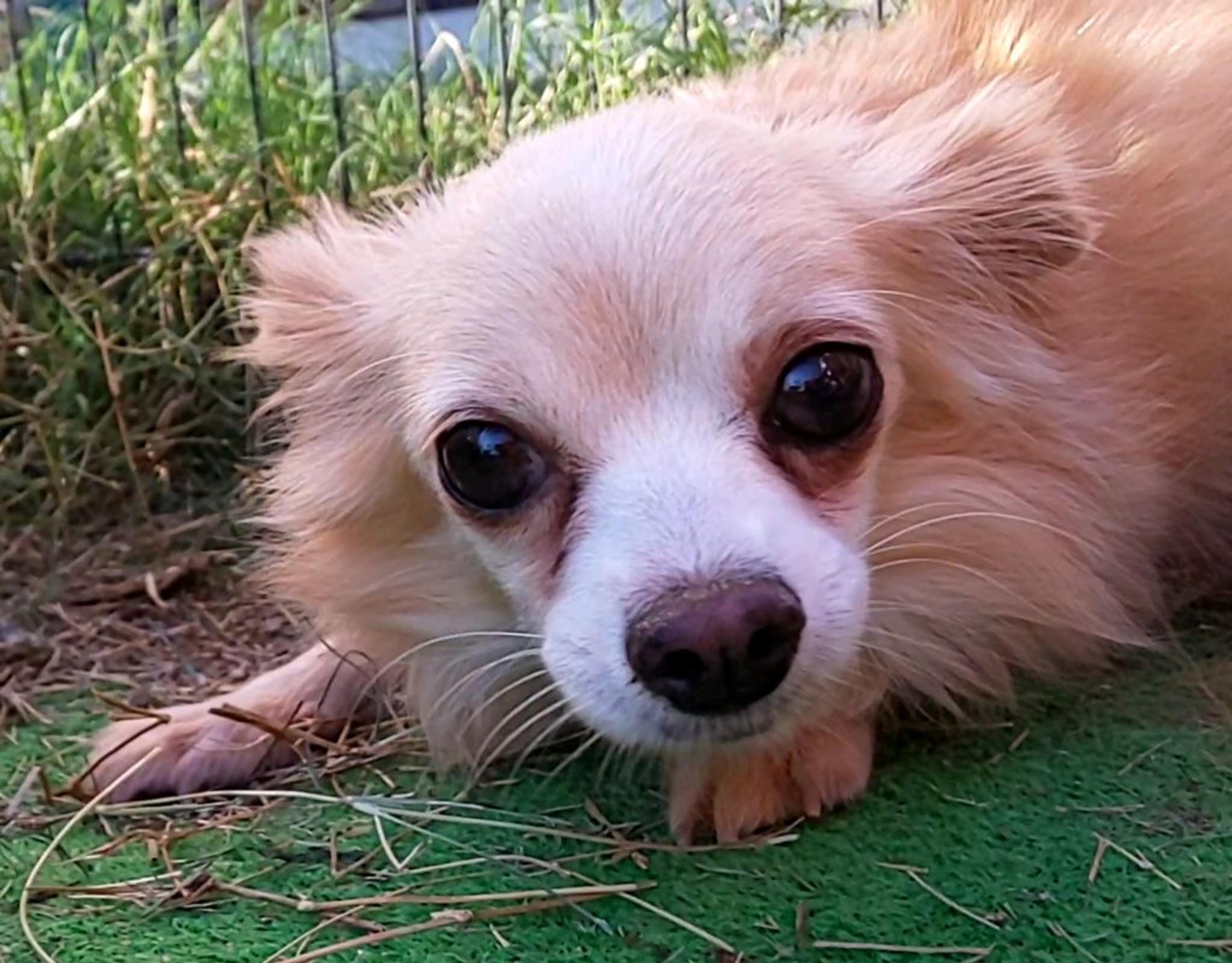 pet-image-3