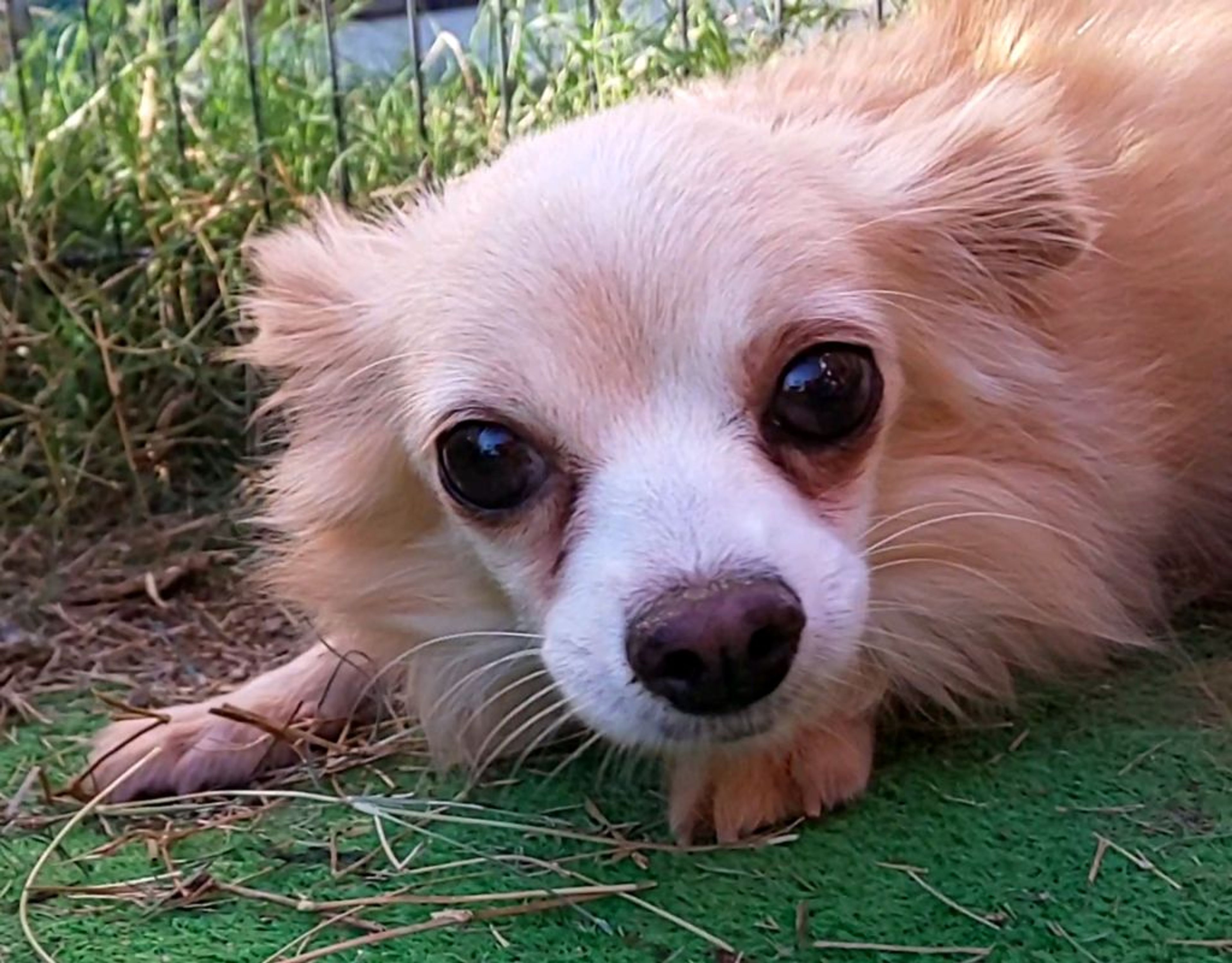 pet-image-3