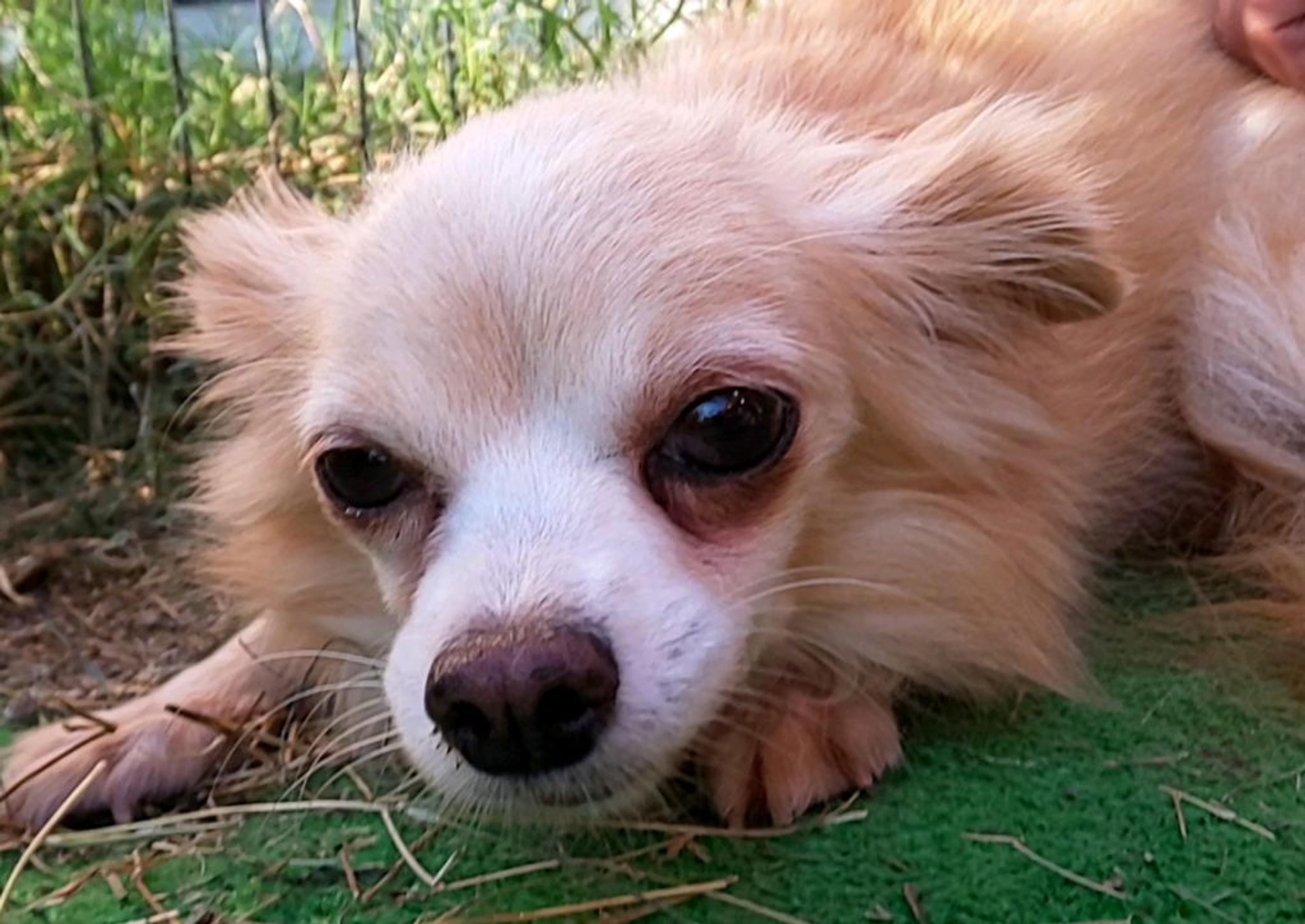 pet-image-4