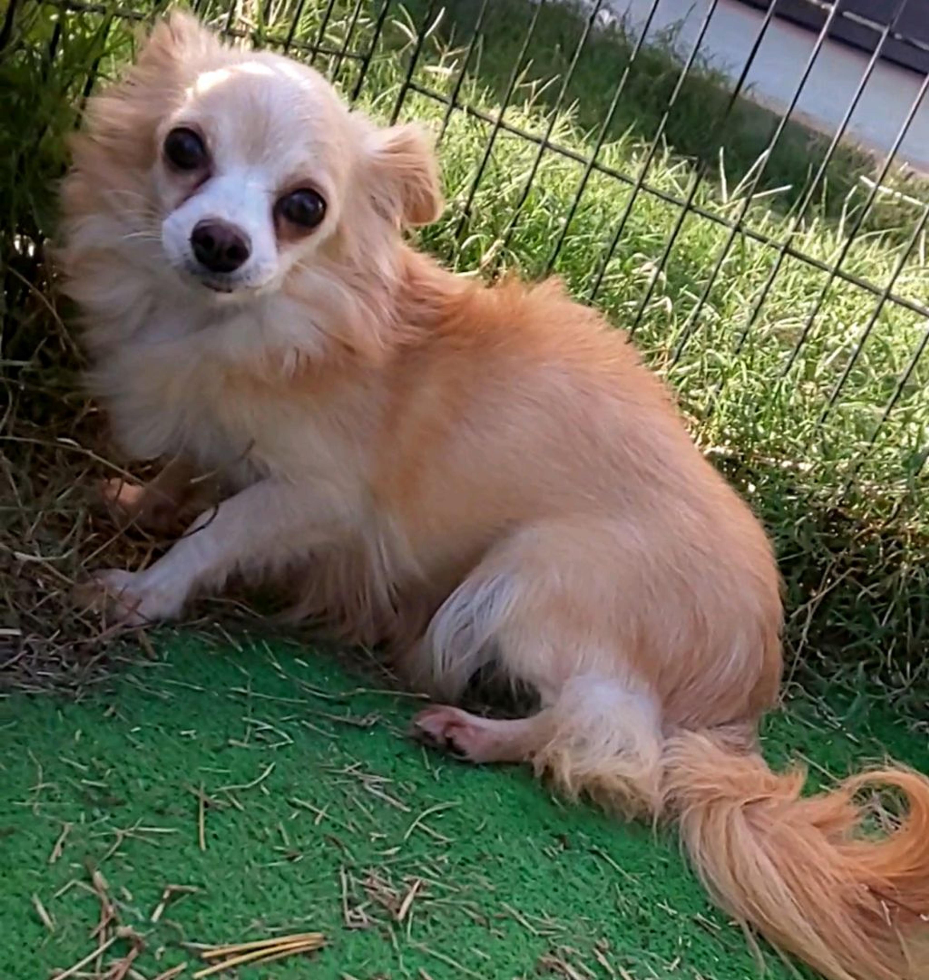pet-image-5