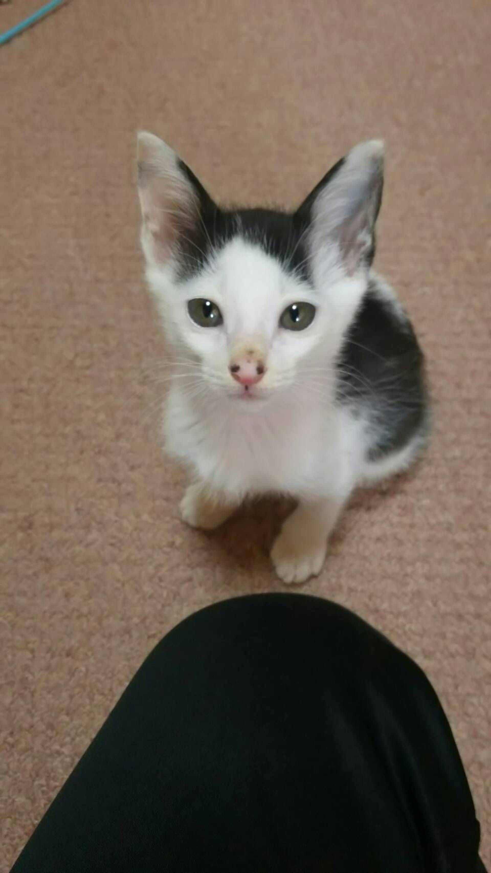 雑種（ミックス猫）・オスの里親募集の写真