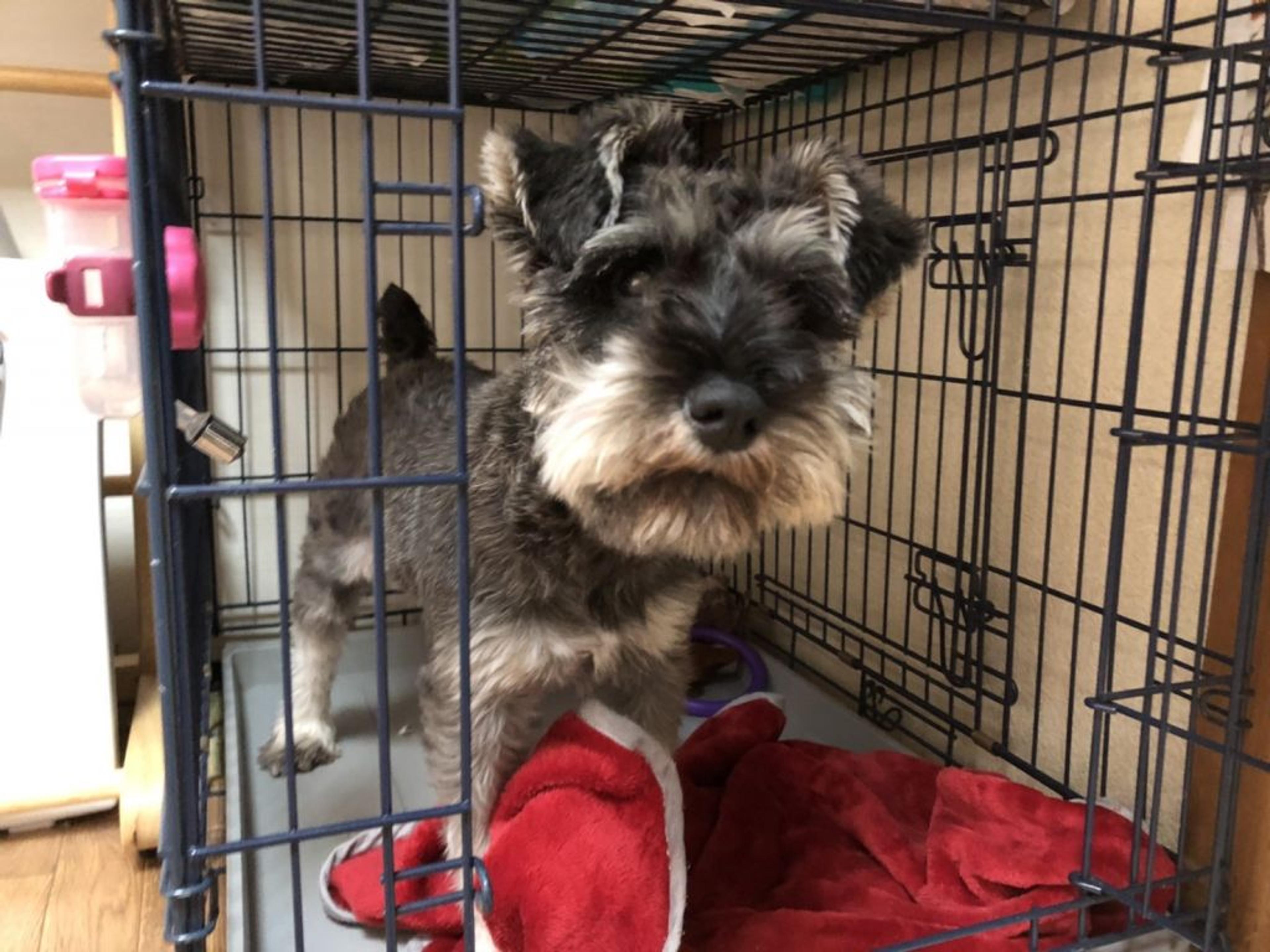 pet-image-2