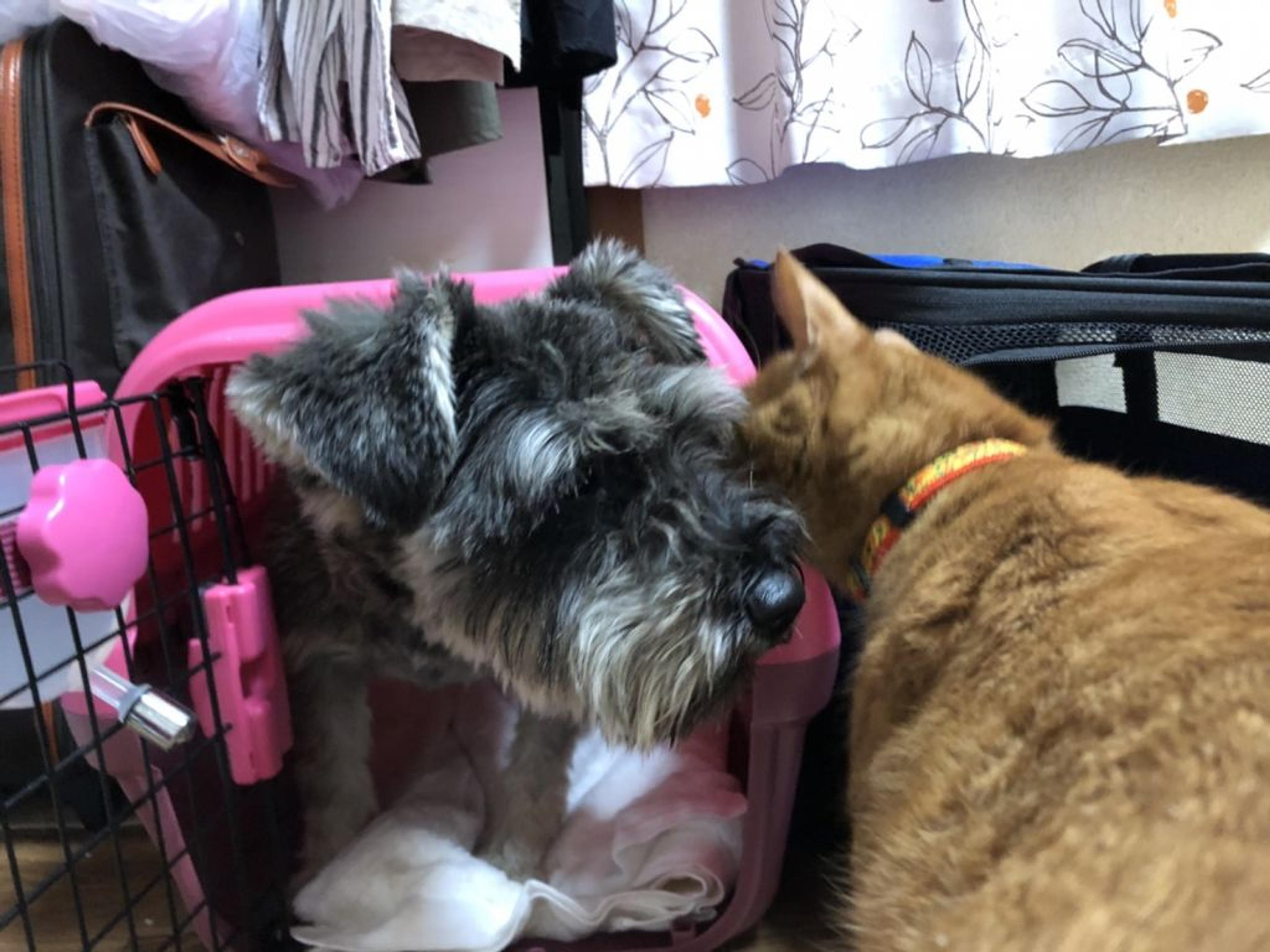 pet-image-3