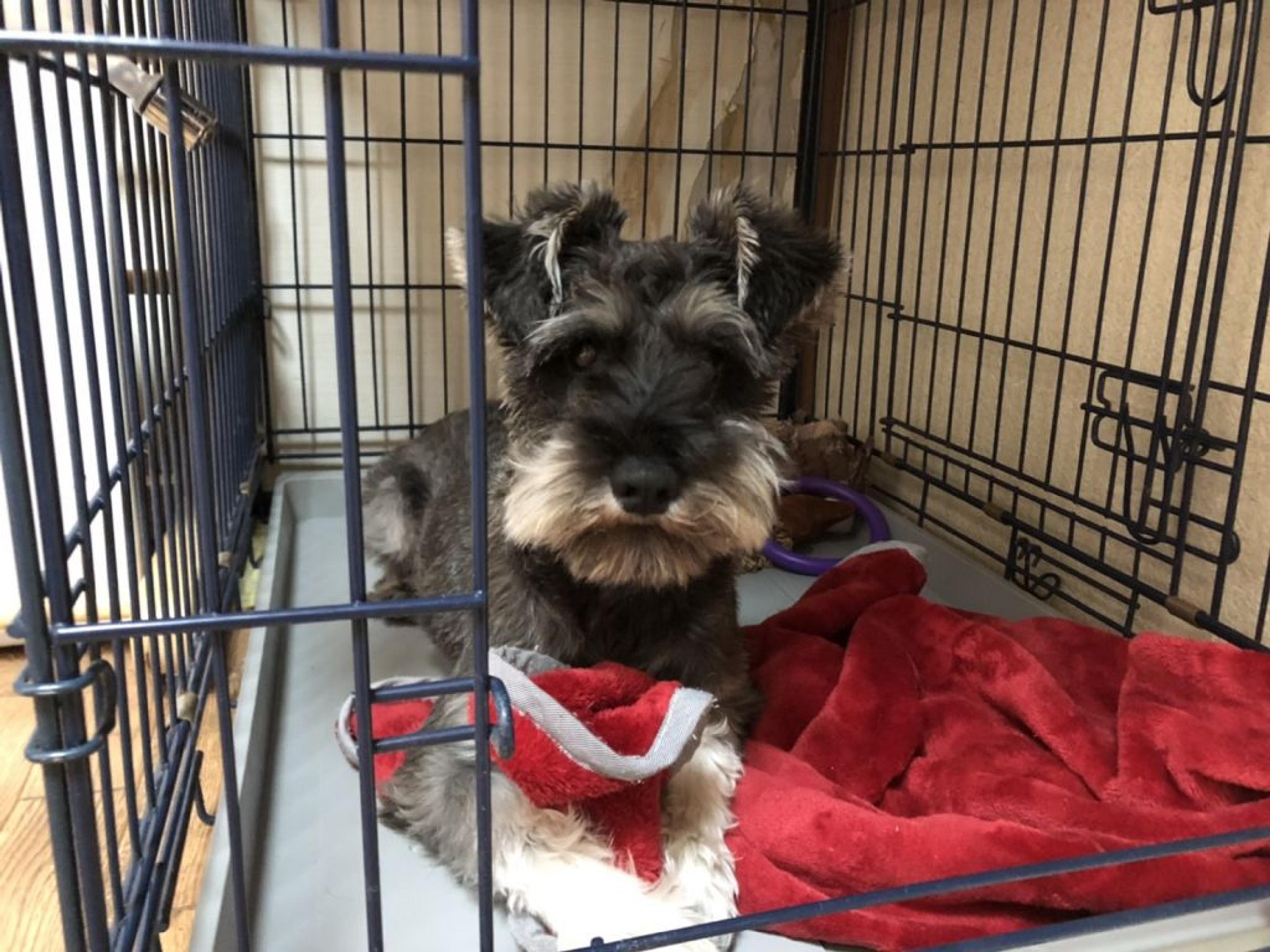 pet-image-4