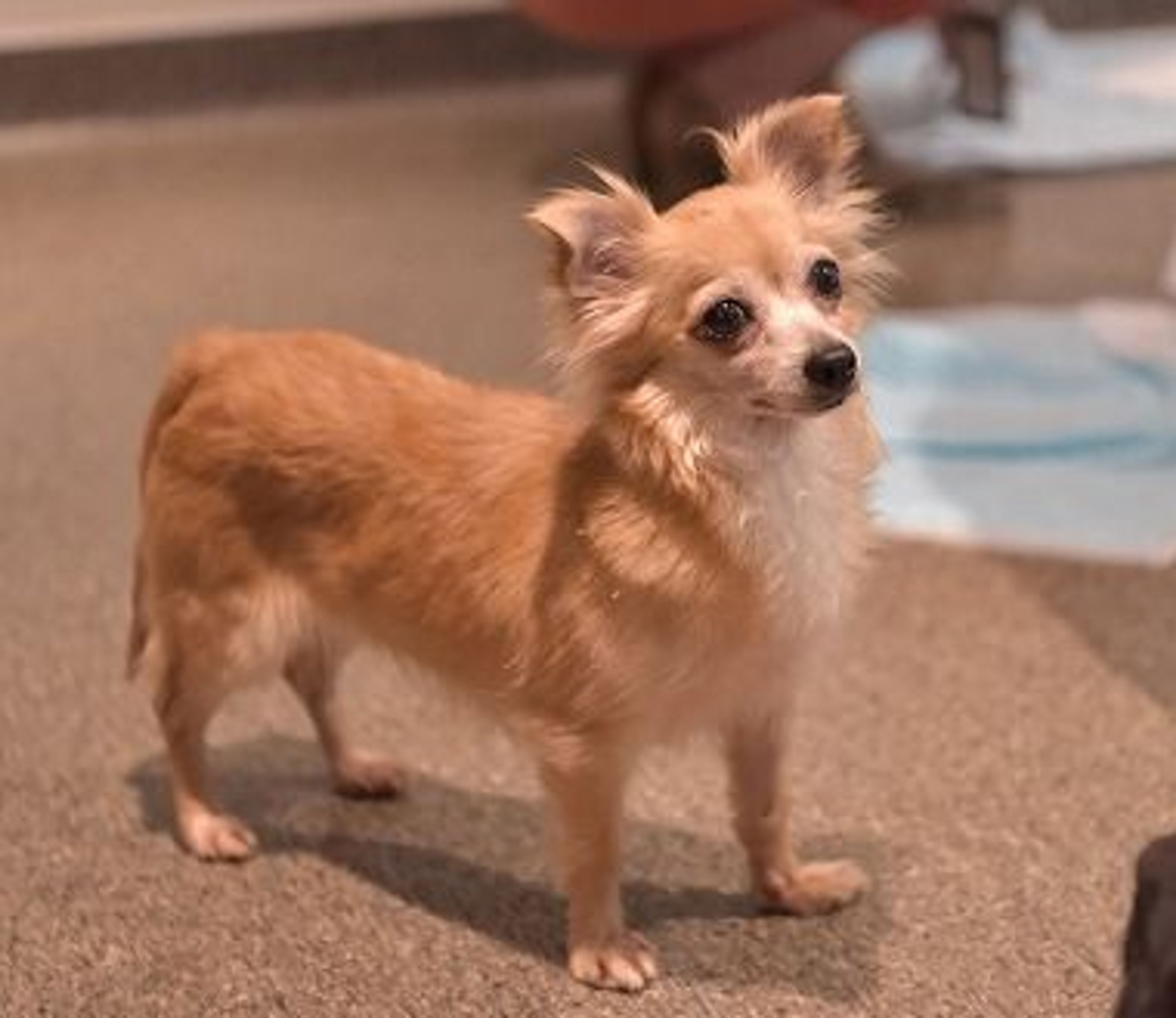 チワワ 元気いっぱい！チワワとダックスのmix（チワックス）のセラーちゃん