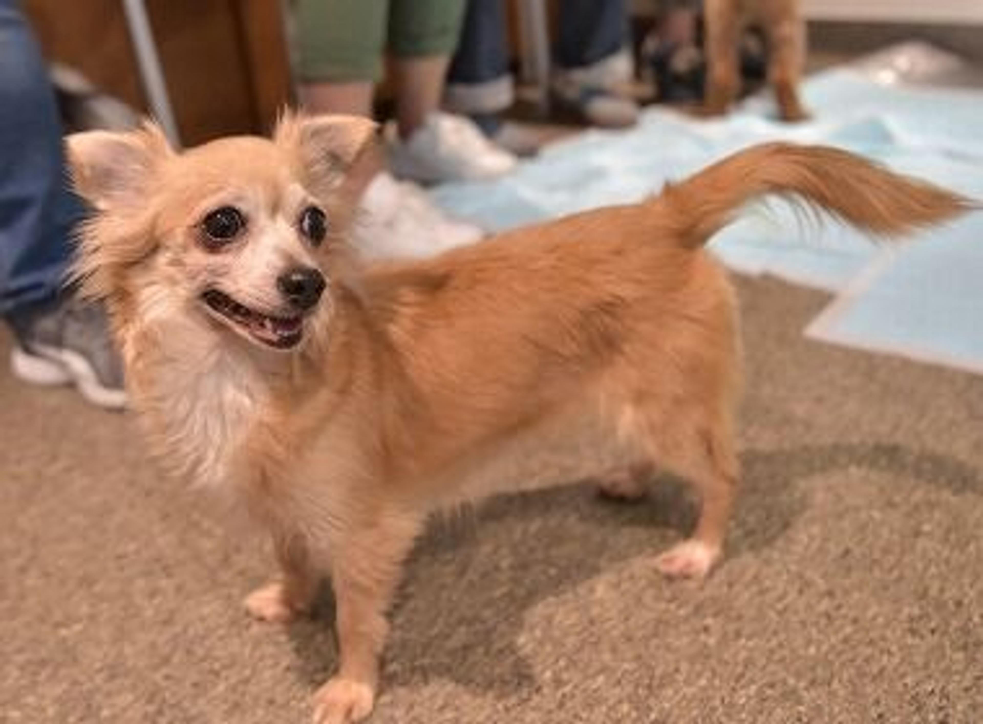 pet-image-3