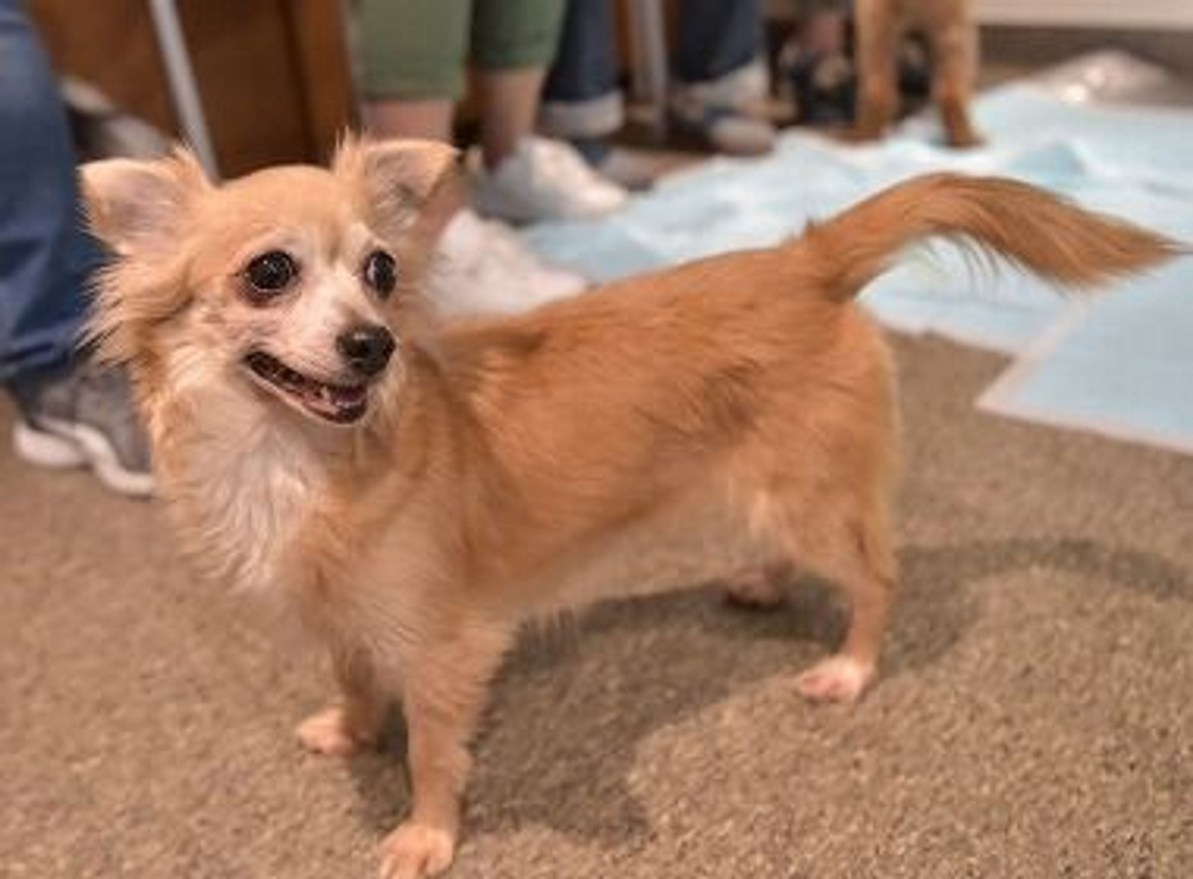 pet-image-3