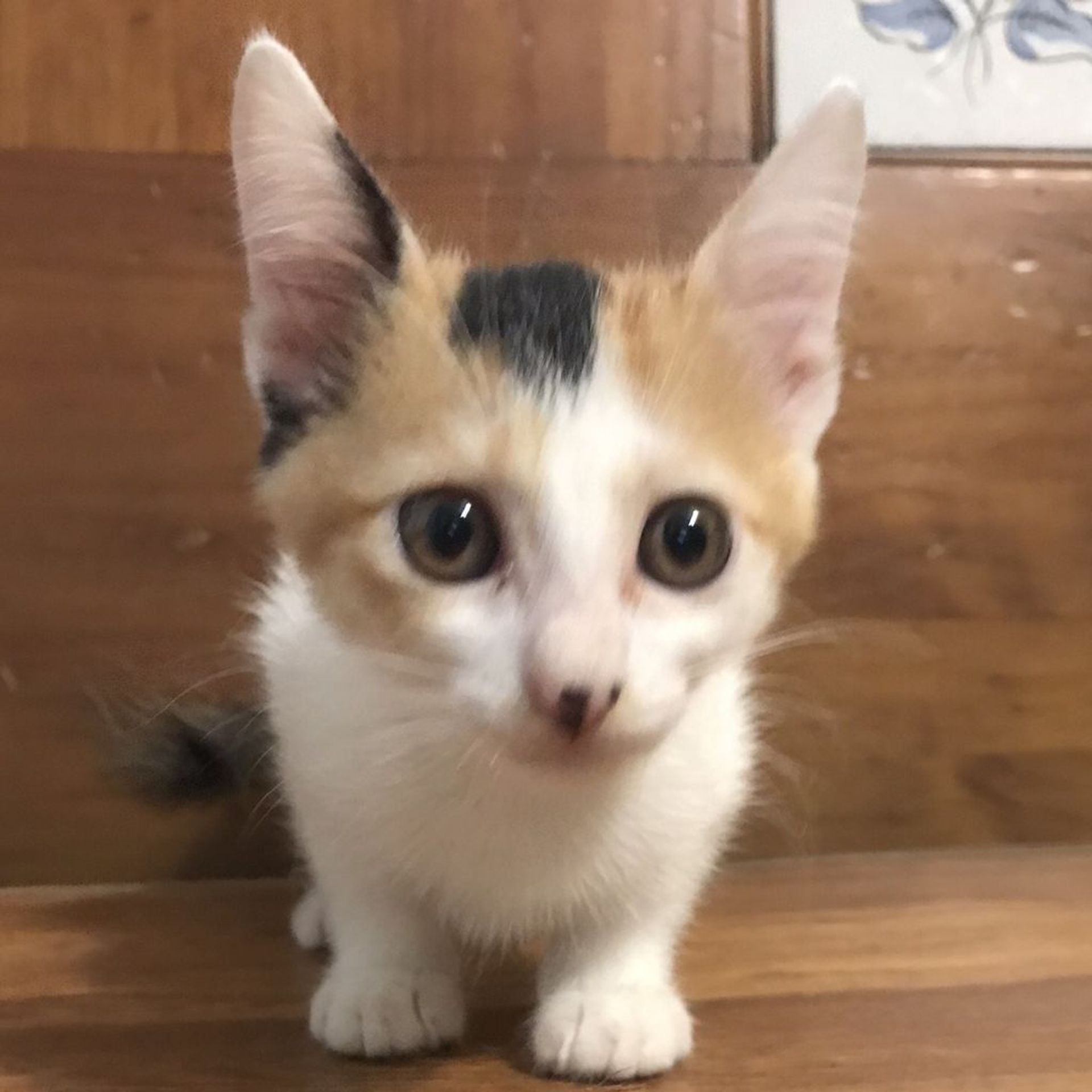 雑種（ミックス猫）・メスの里親募集の写真