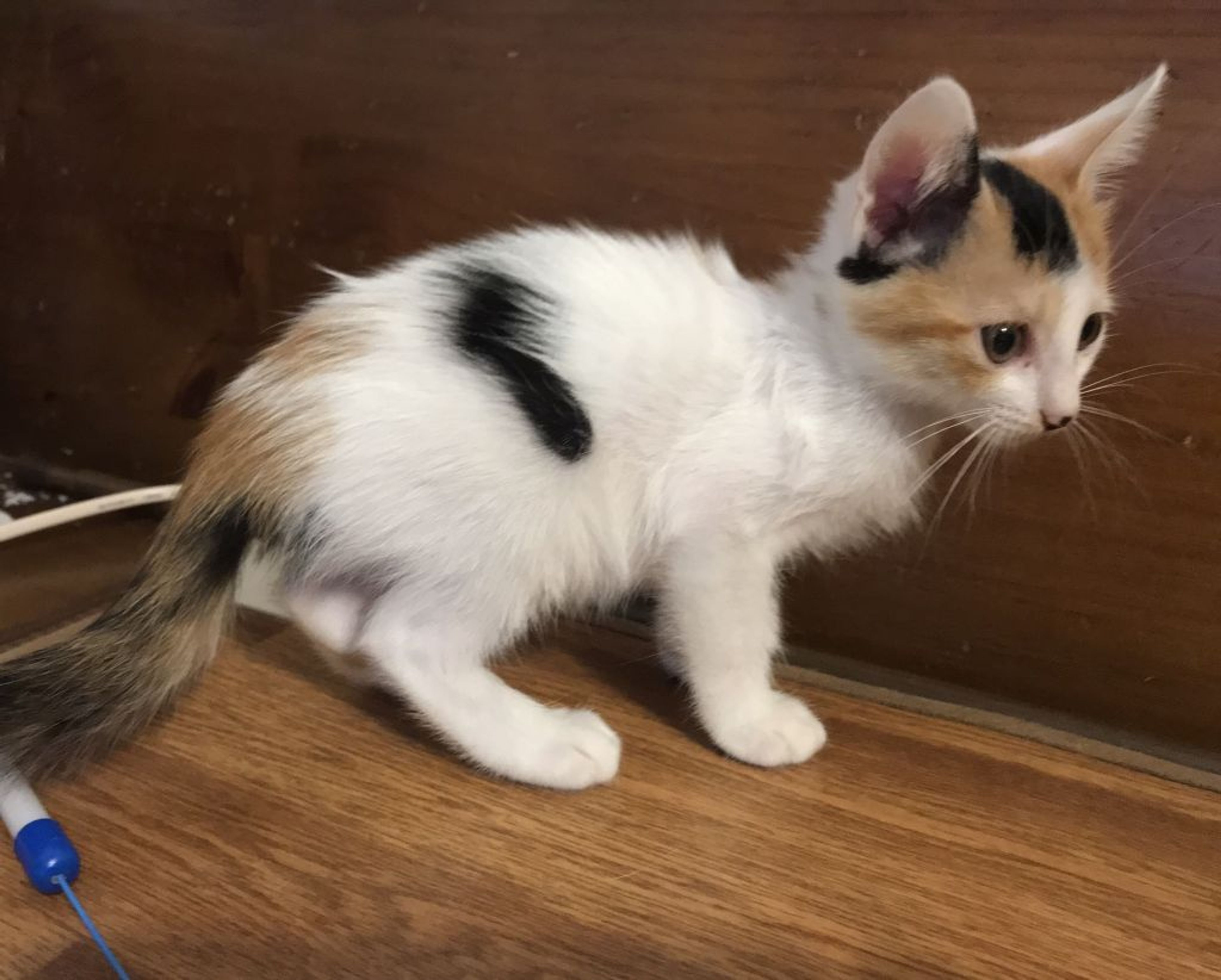 pet-image-3