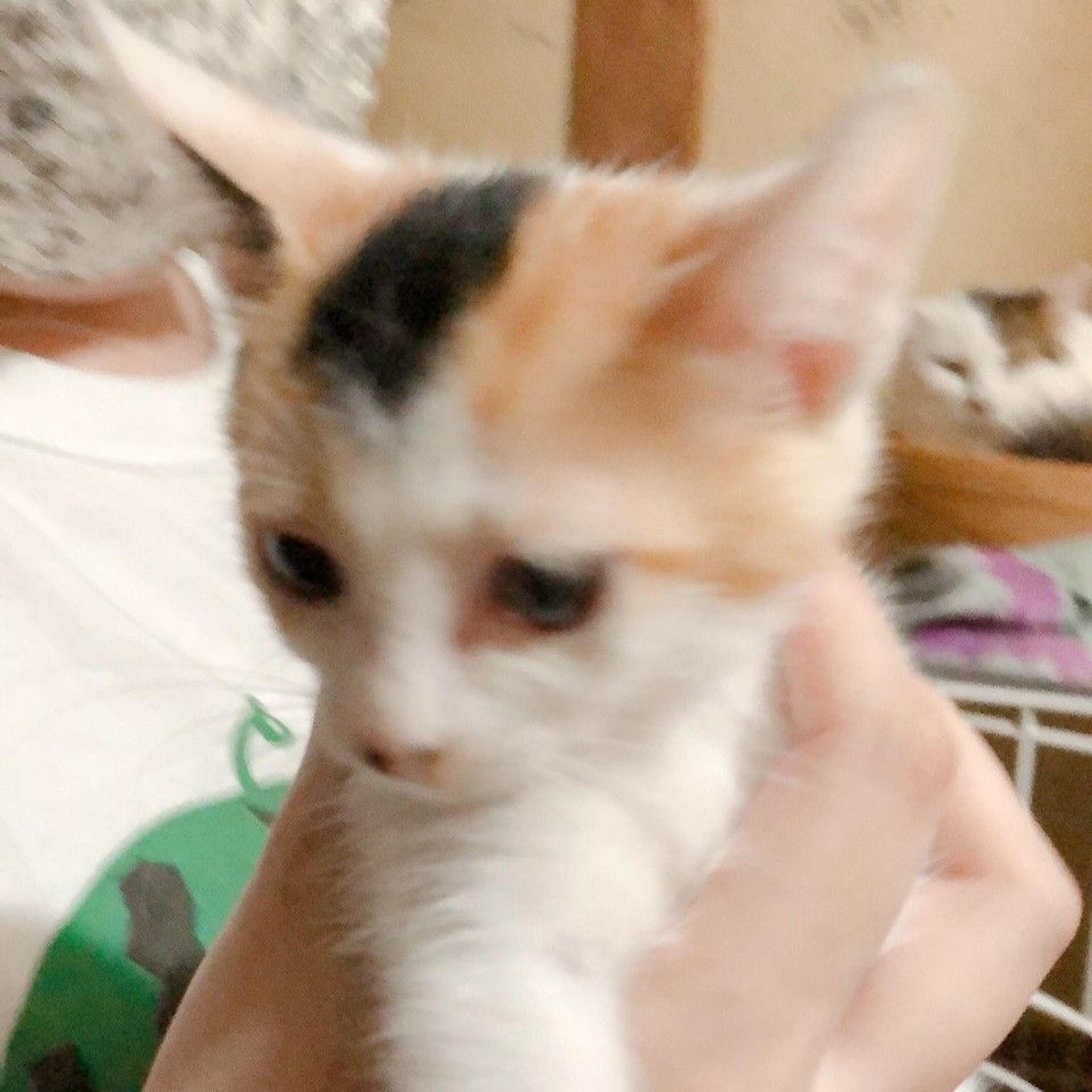 pet-image-5