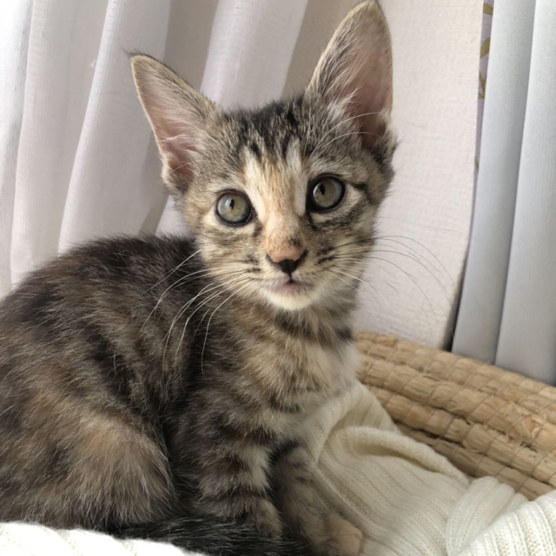 雑種（ミックス猫）・メスの里親募集の写真