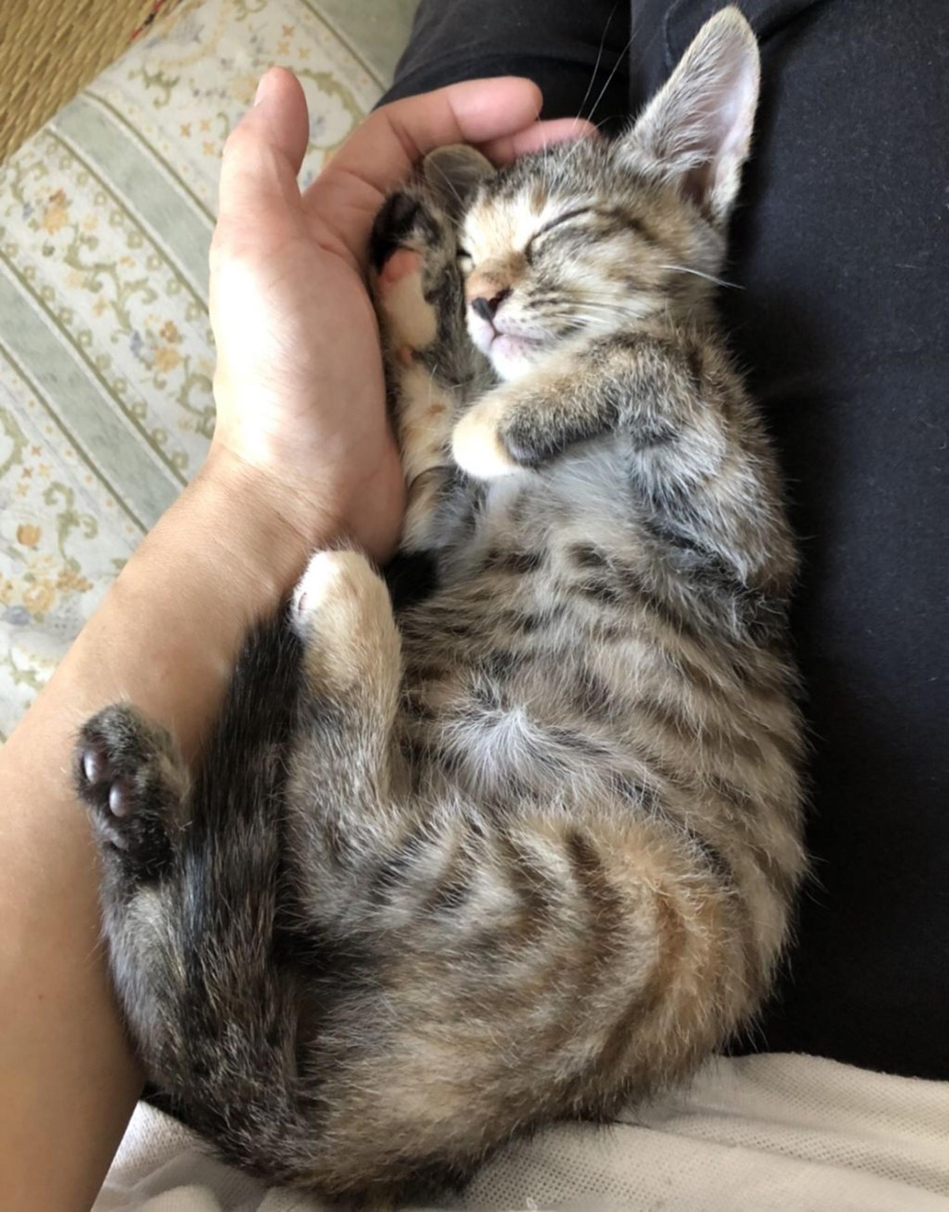 pet-image-2