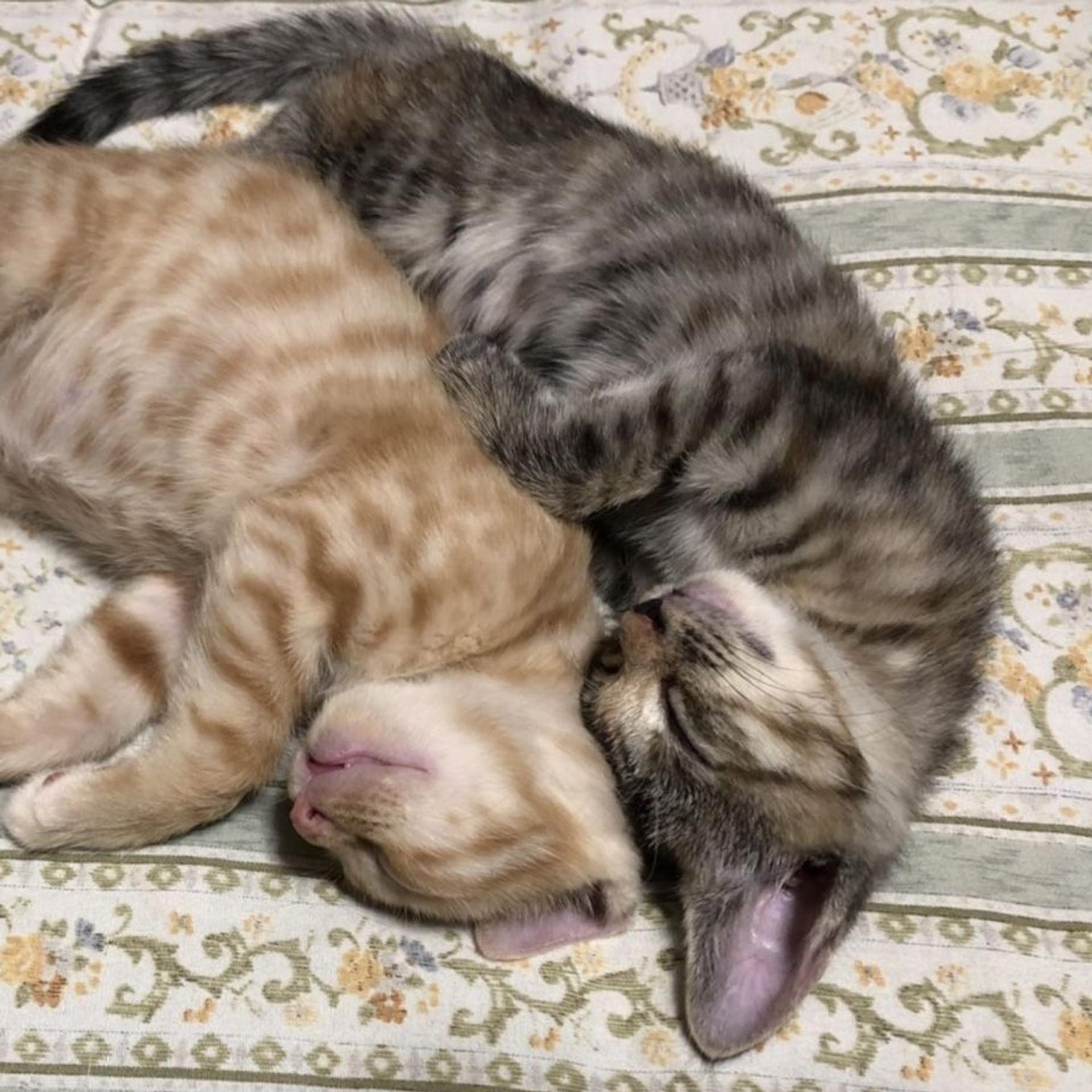 pet-image-8