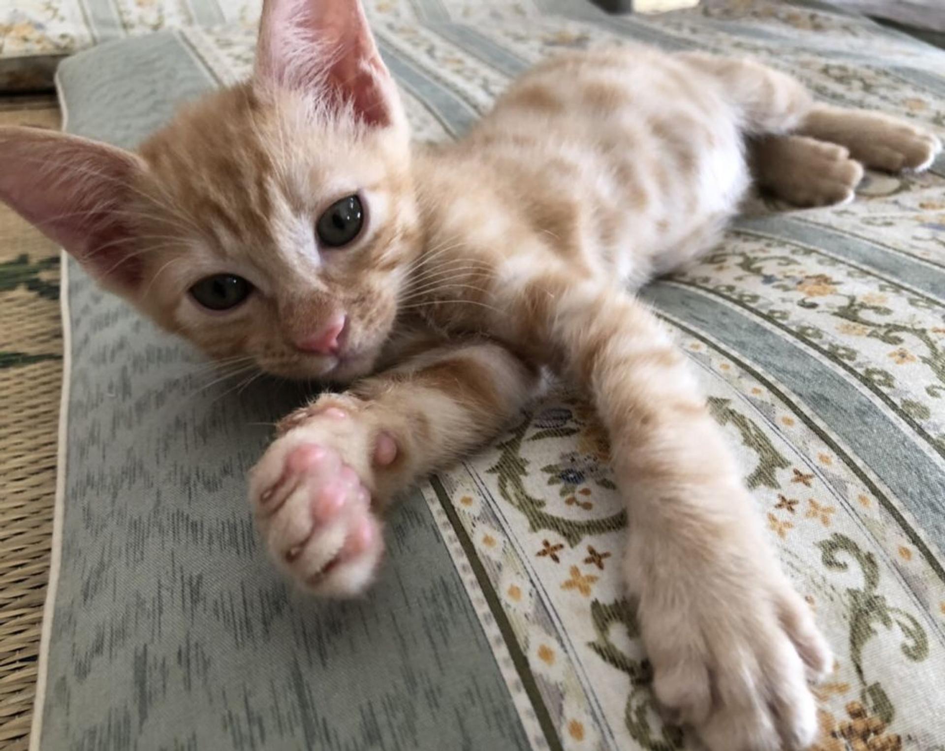 pet-image-3