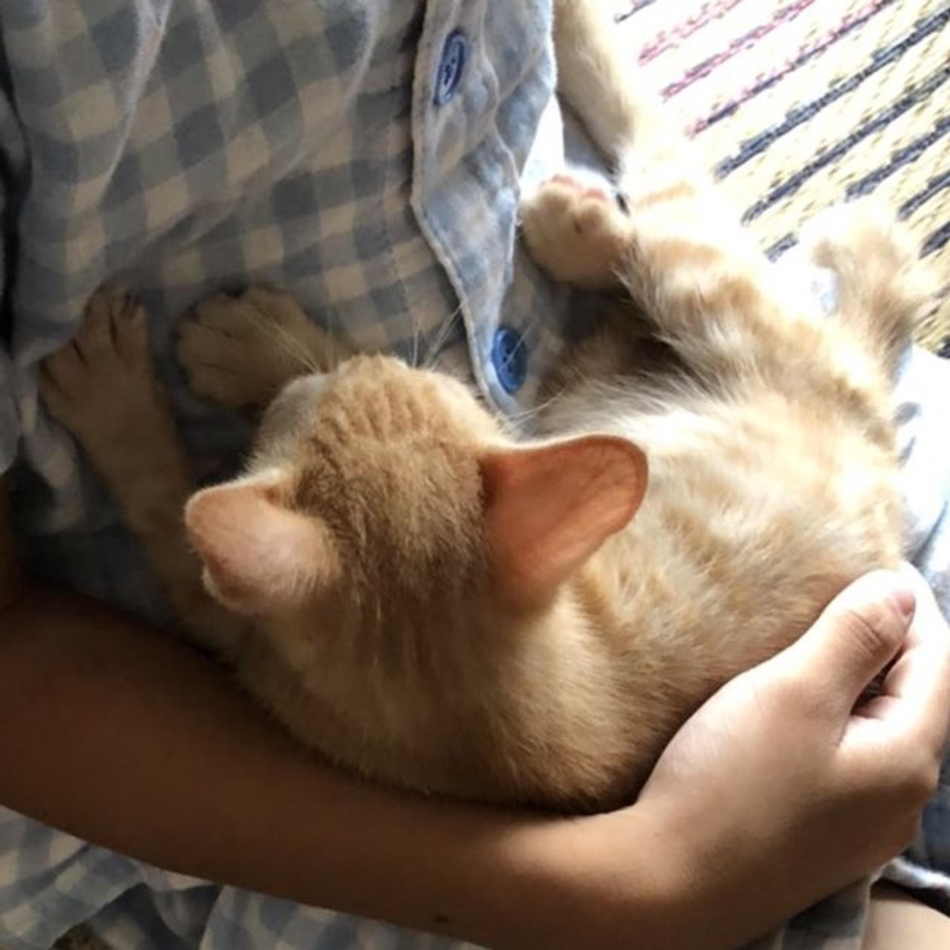 pet-image-4