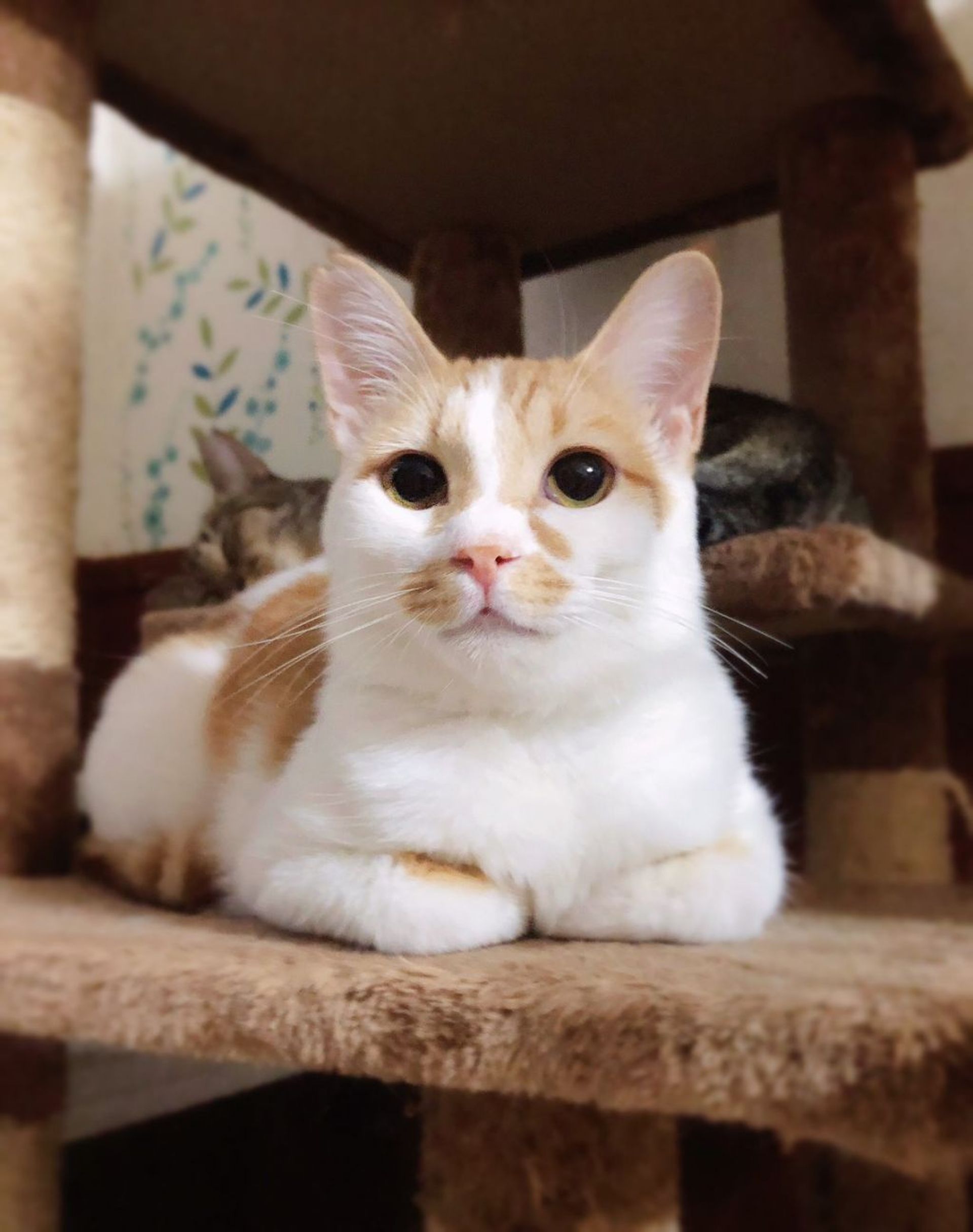 雑種（ミックス猫）・オスの里親募集の写真