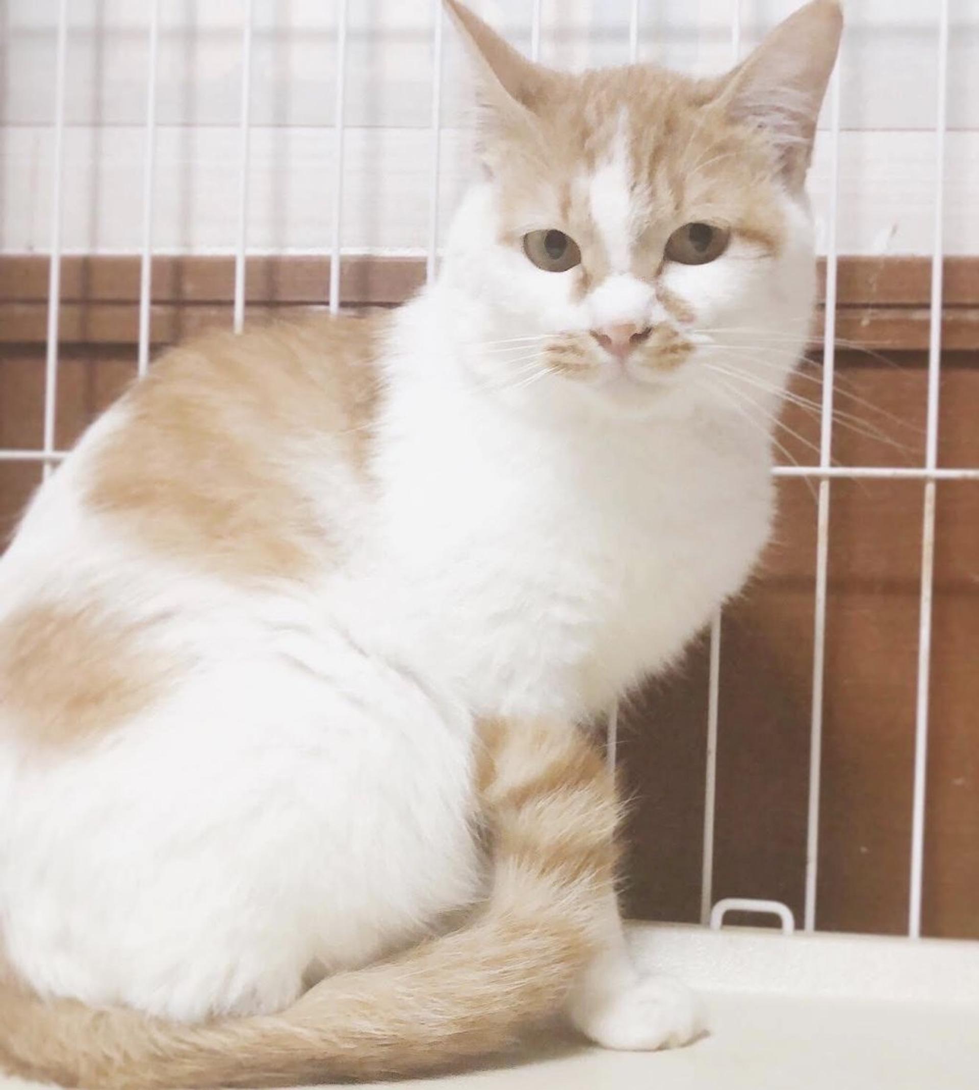 pet-image-5