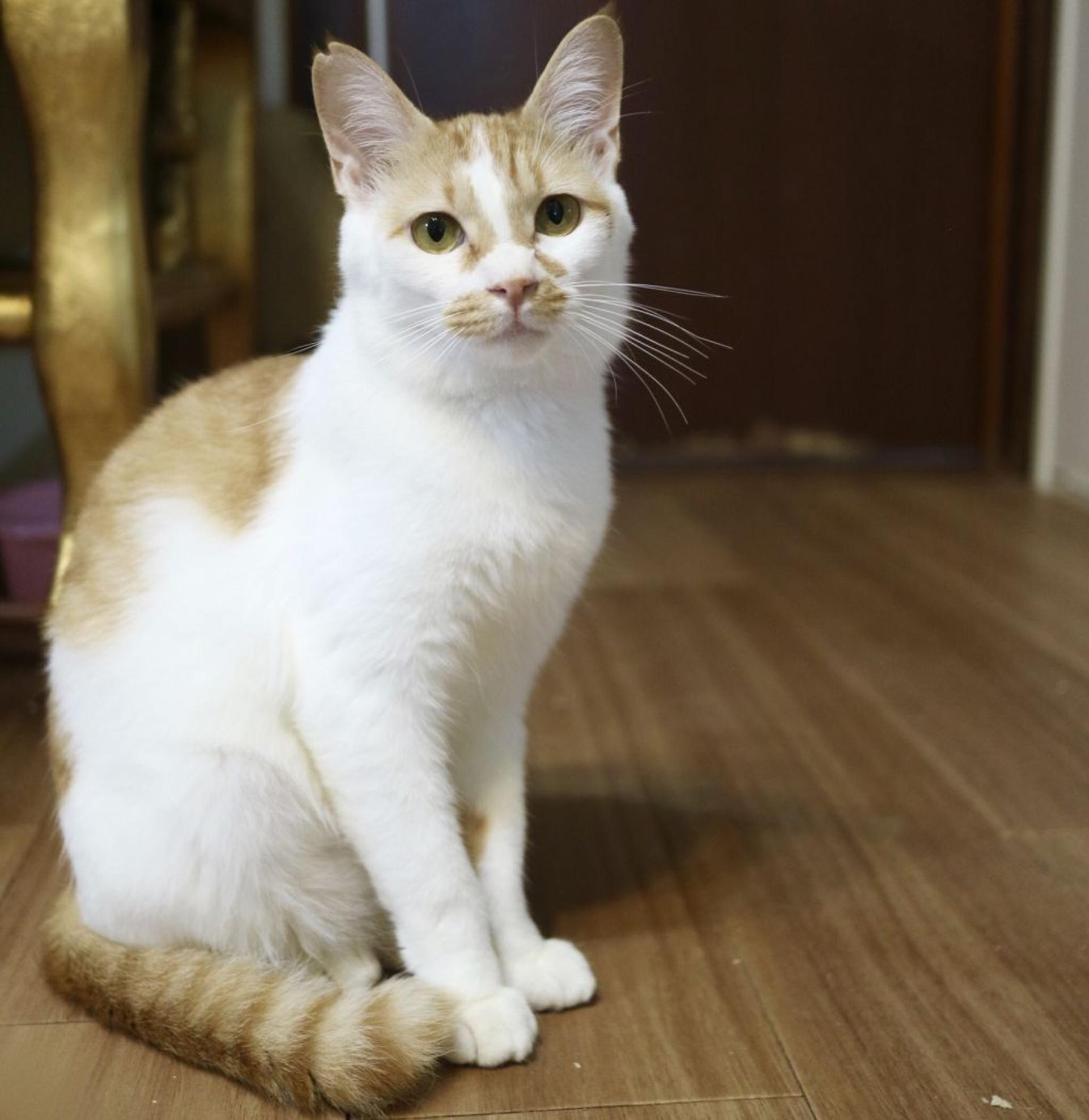 pet-image-3