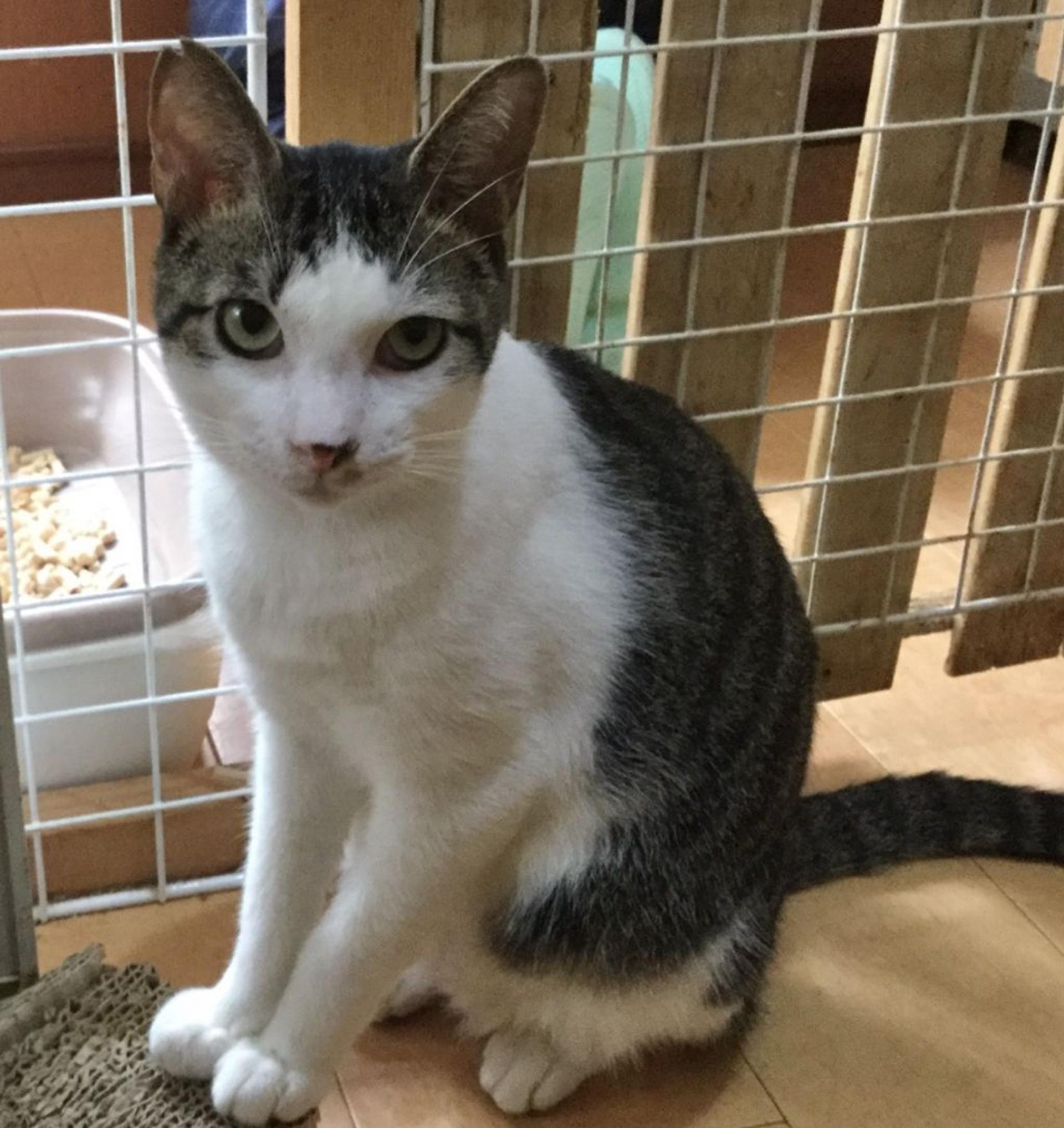 pet-image-2