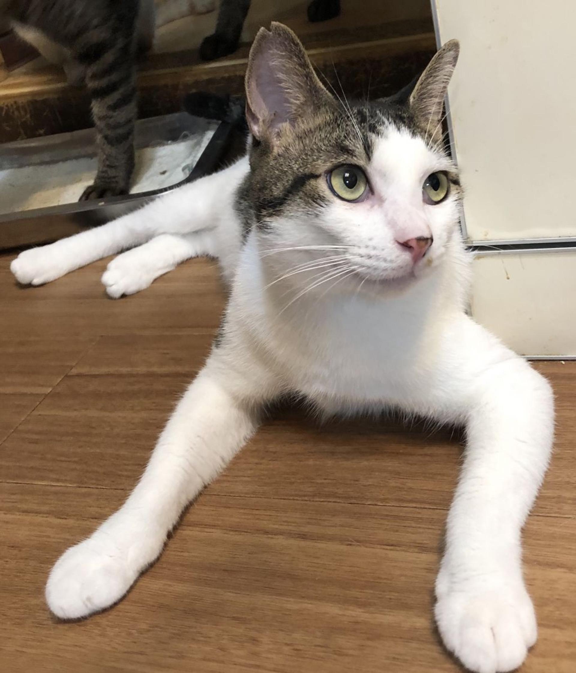 pet-image-3