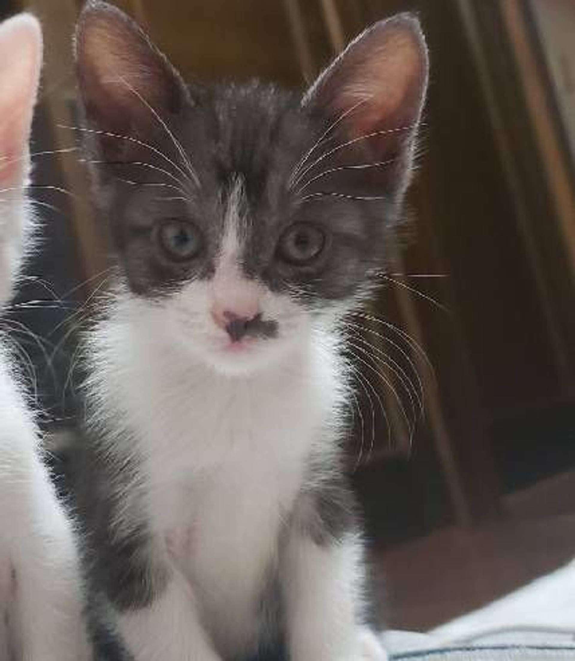 雑種（ミックス猫）・メスの里親募集の写真