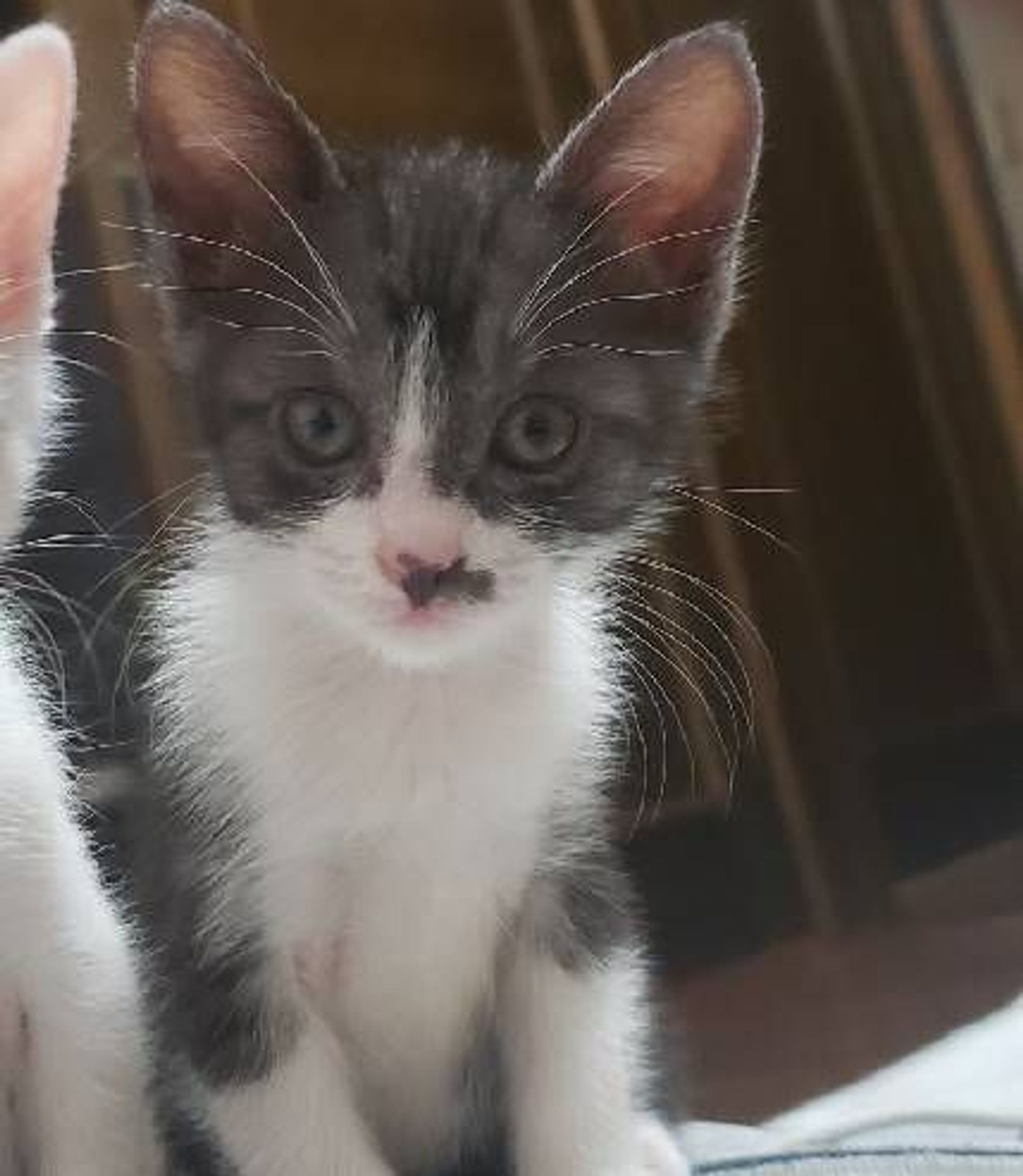 雑種（ミックス猫）・メスの里親募集の写真