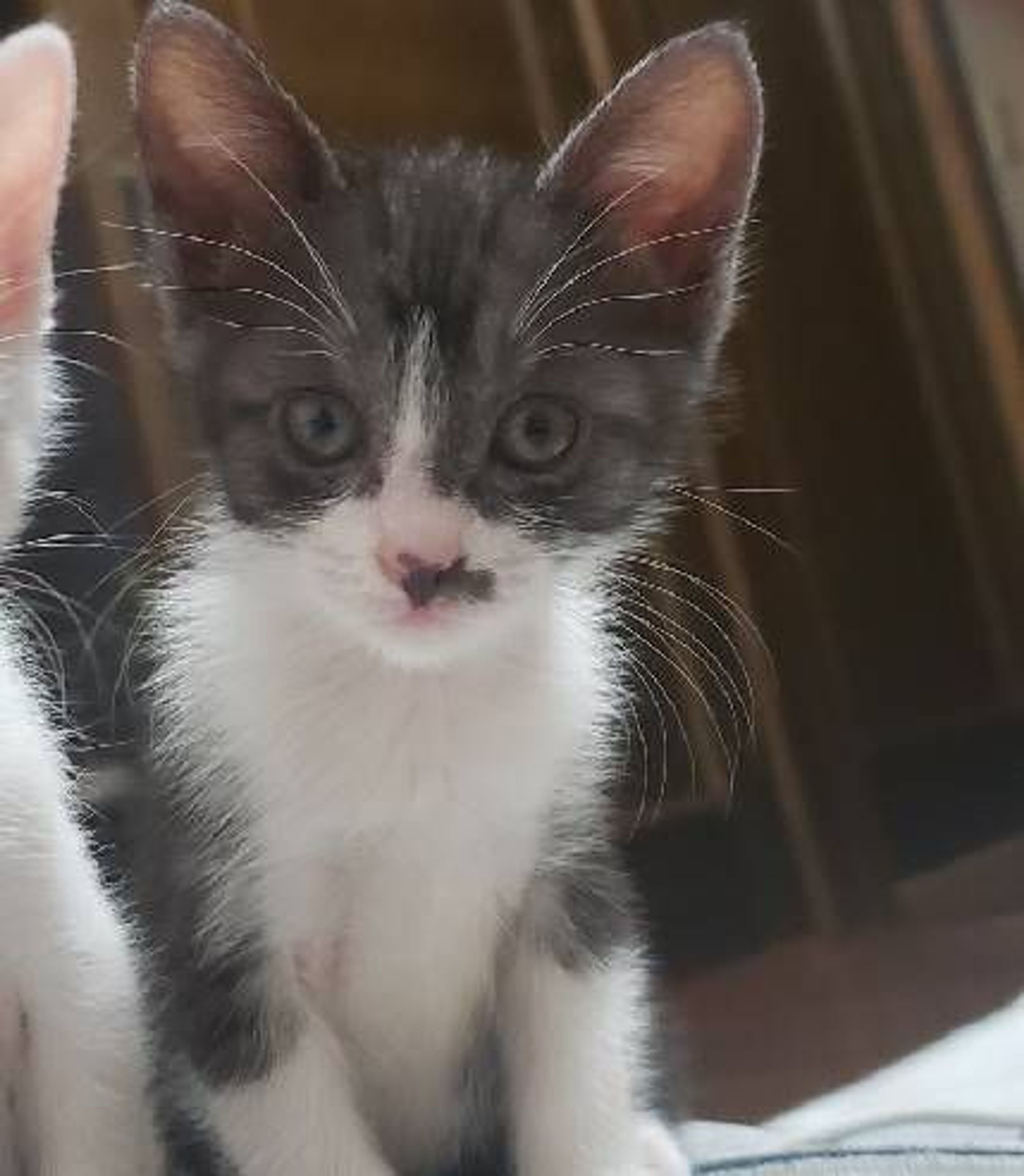 雑種（ミックス猫）・メスの里親募集の写真
