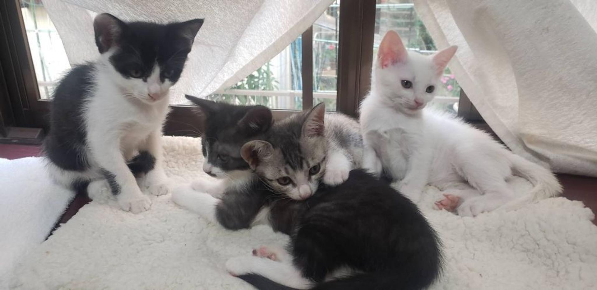 pet-image-3