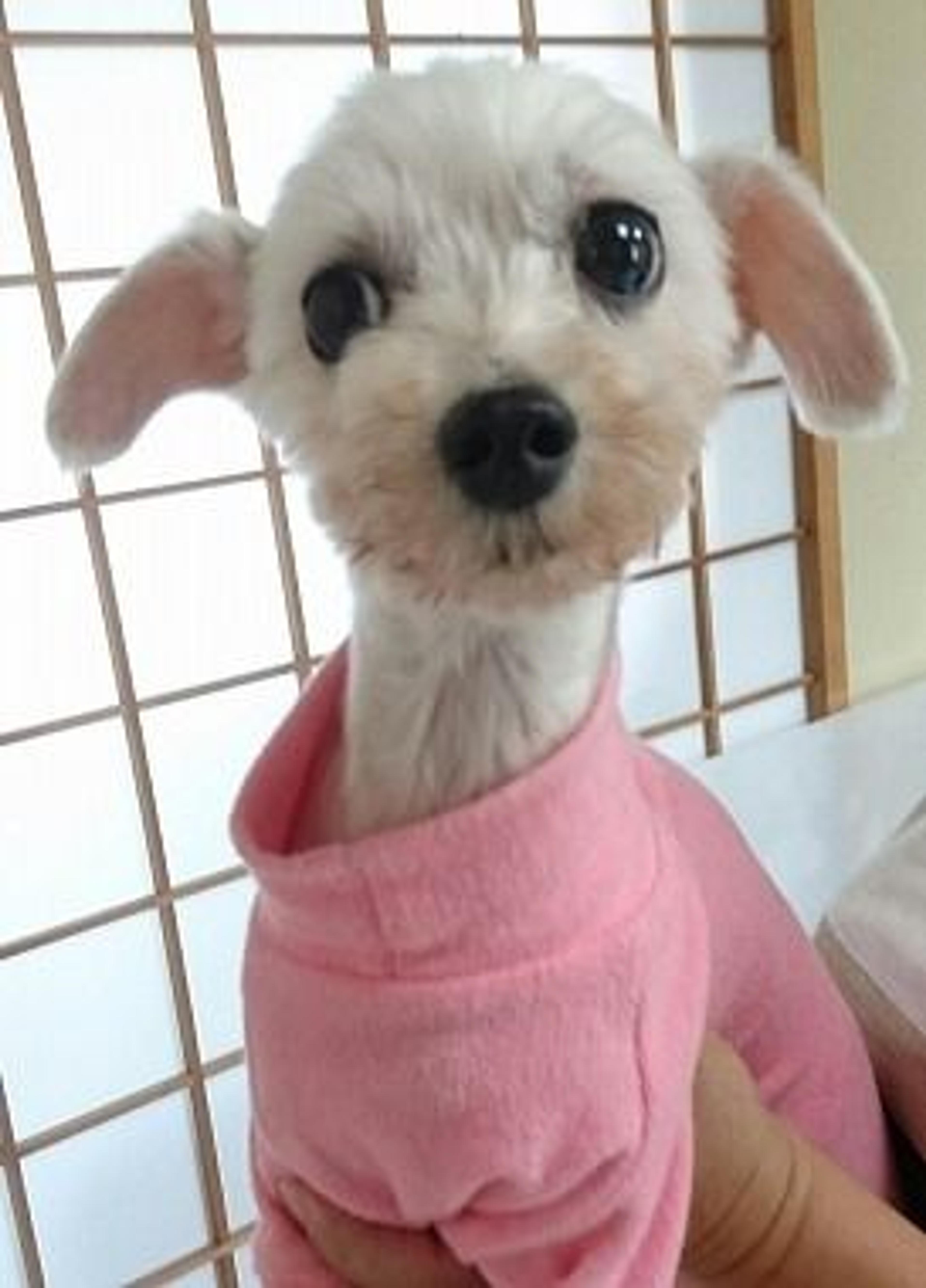 pet-image-2