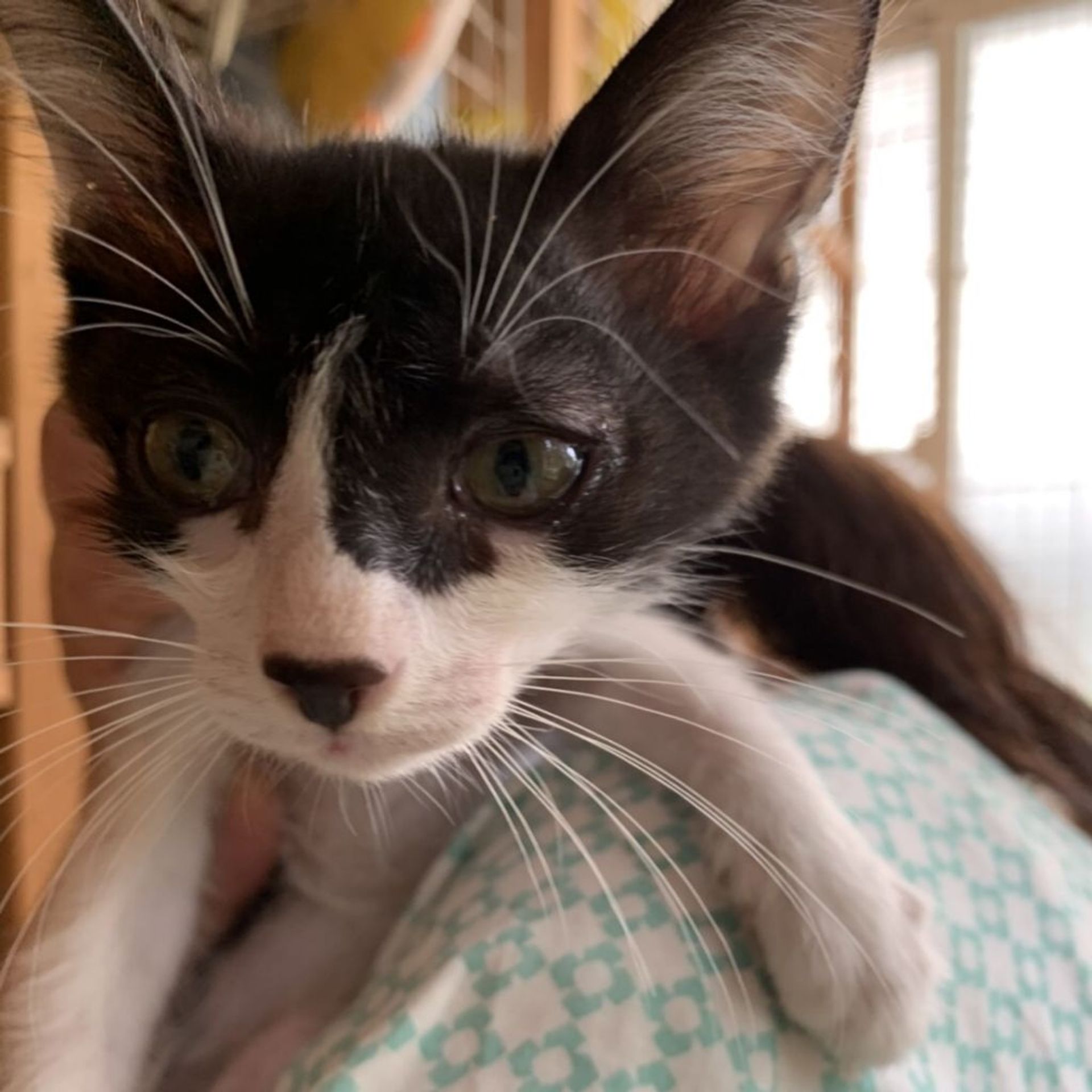 雑種（ミックス猫）・オスの里親募集の写真
