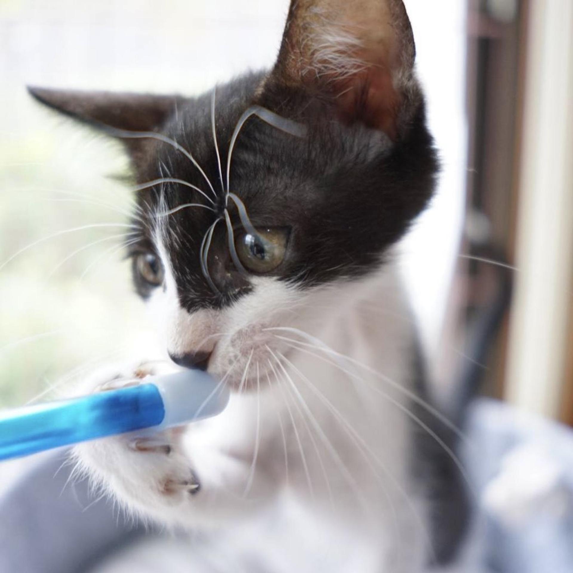 pet-image-7