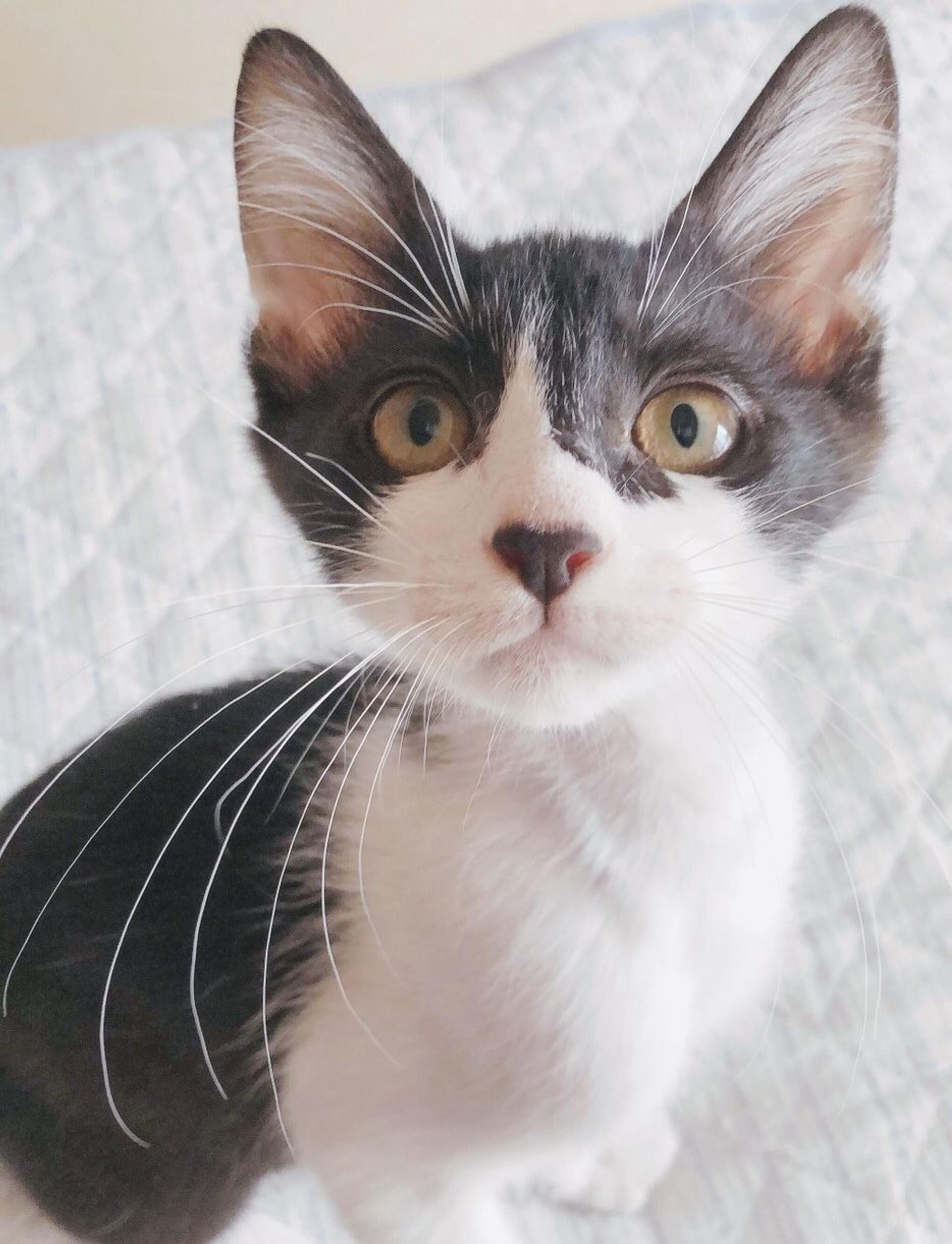 pet-image-2